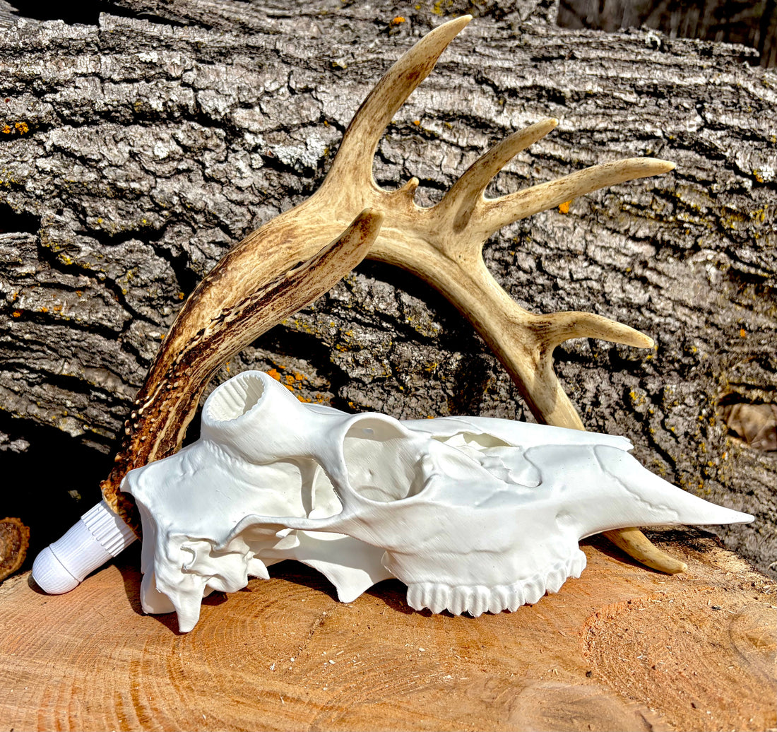 3D Printed Half European Deer Skull for Shed Mounts