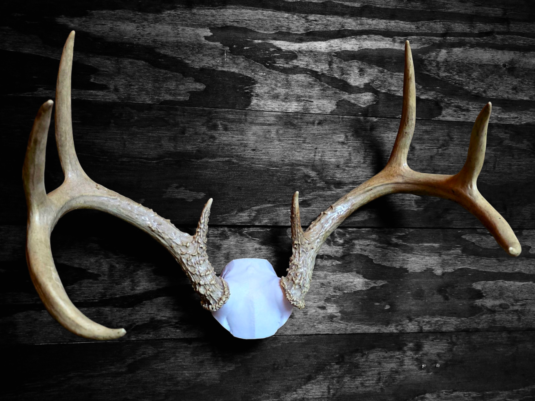 3D Printed Deer Skull Cap Antler Mount