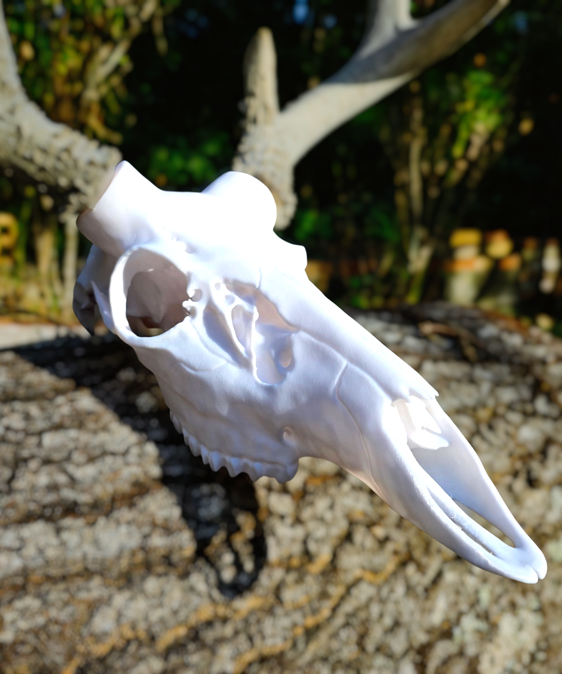 3D Printed European Deer Skull -Mule Deer