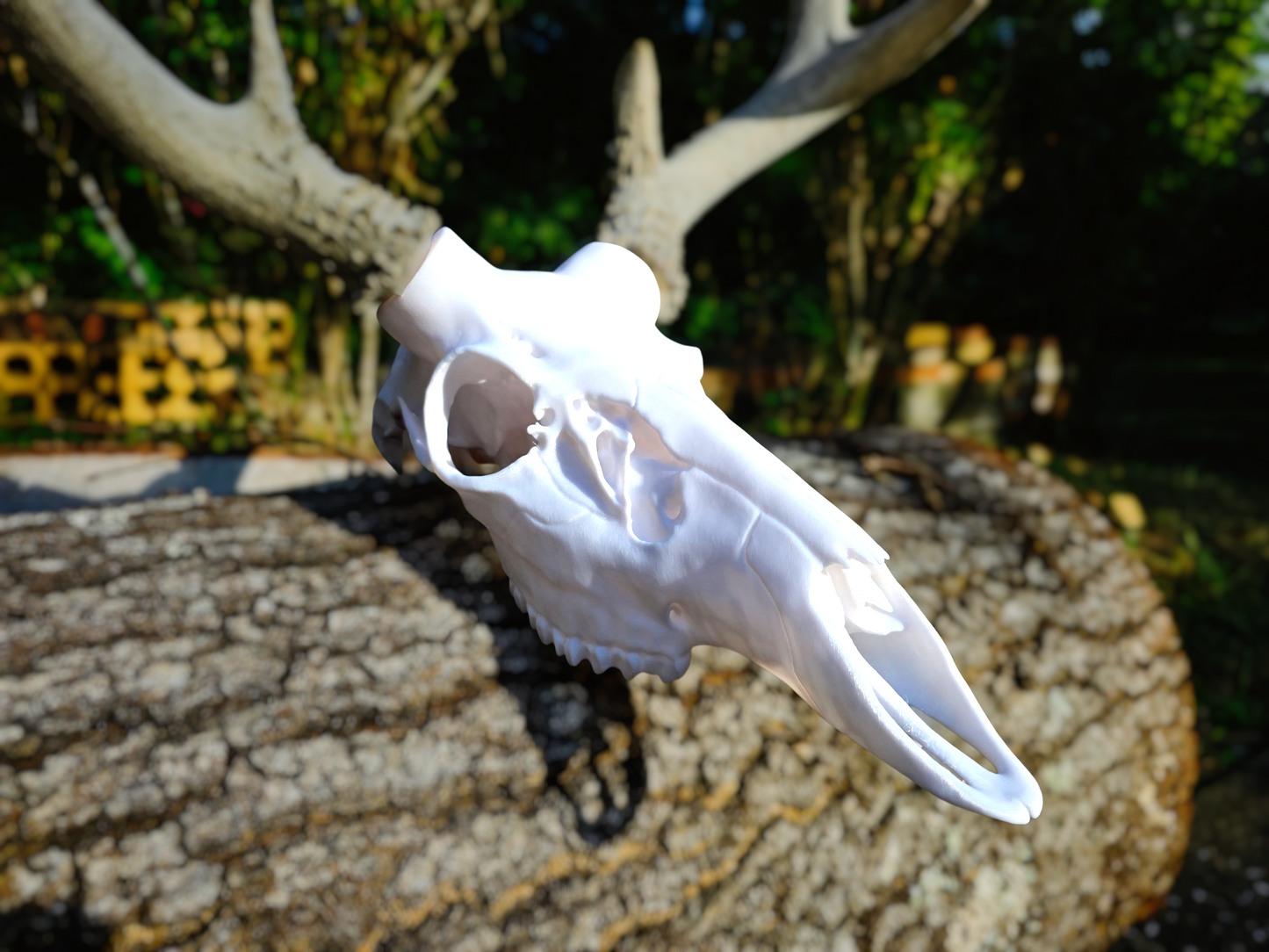 3D Printed European Deer Skull