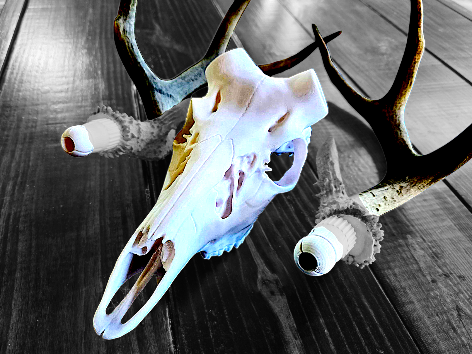 3D Printed European Deer Skull - Whitetail