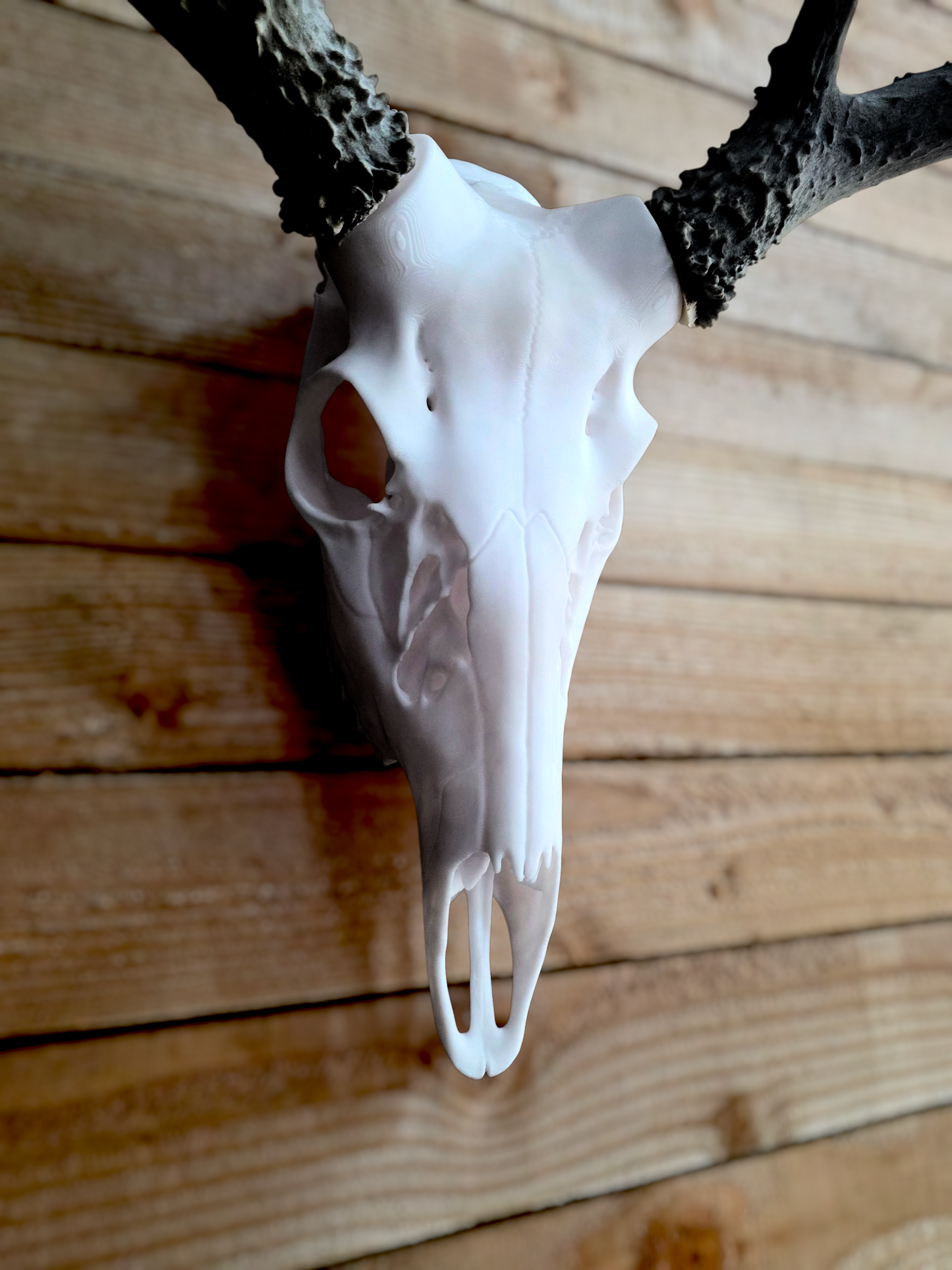 3D Printed European Deer Skull