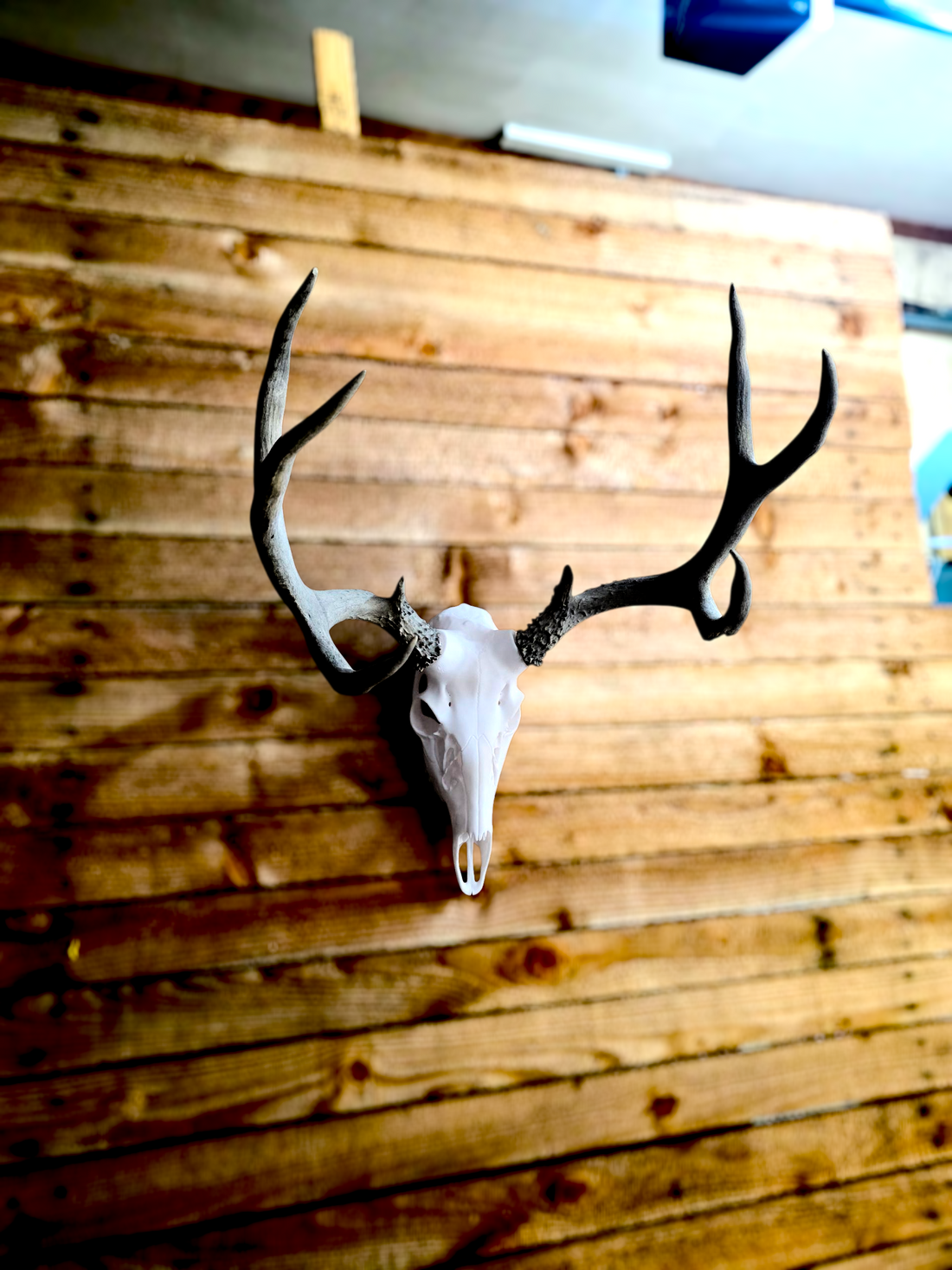 3D Printed European Deer Skull -Mule Deer
