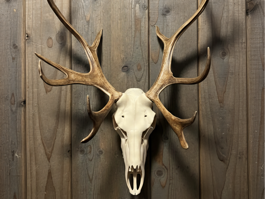 3D Printed European Caribou Skull