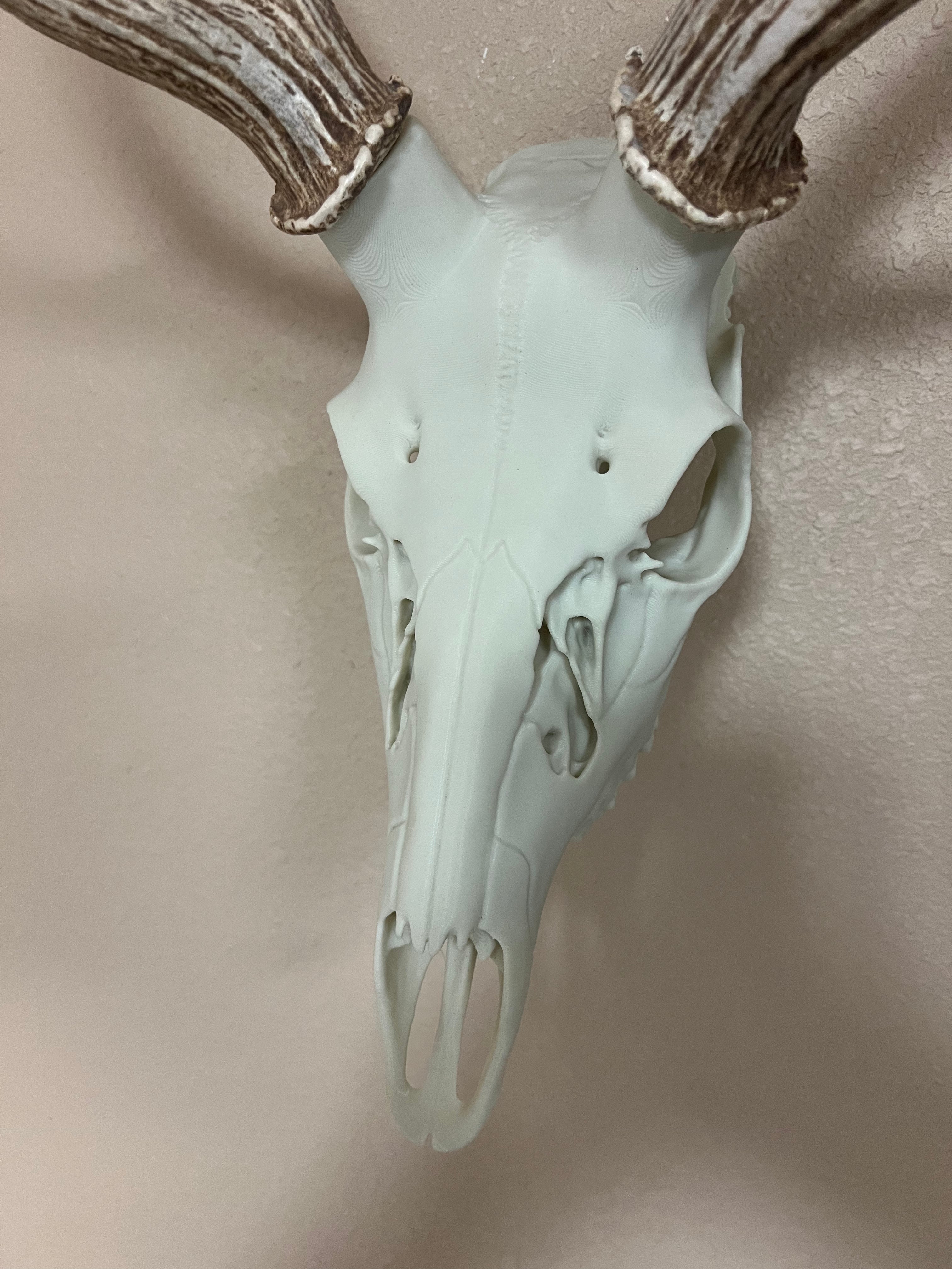 3D Printed European Deer Skull - Axis Deer