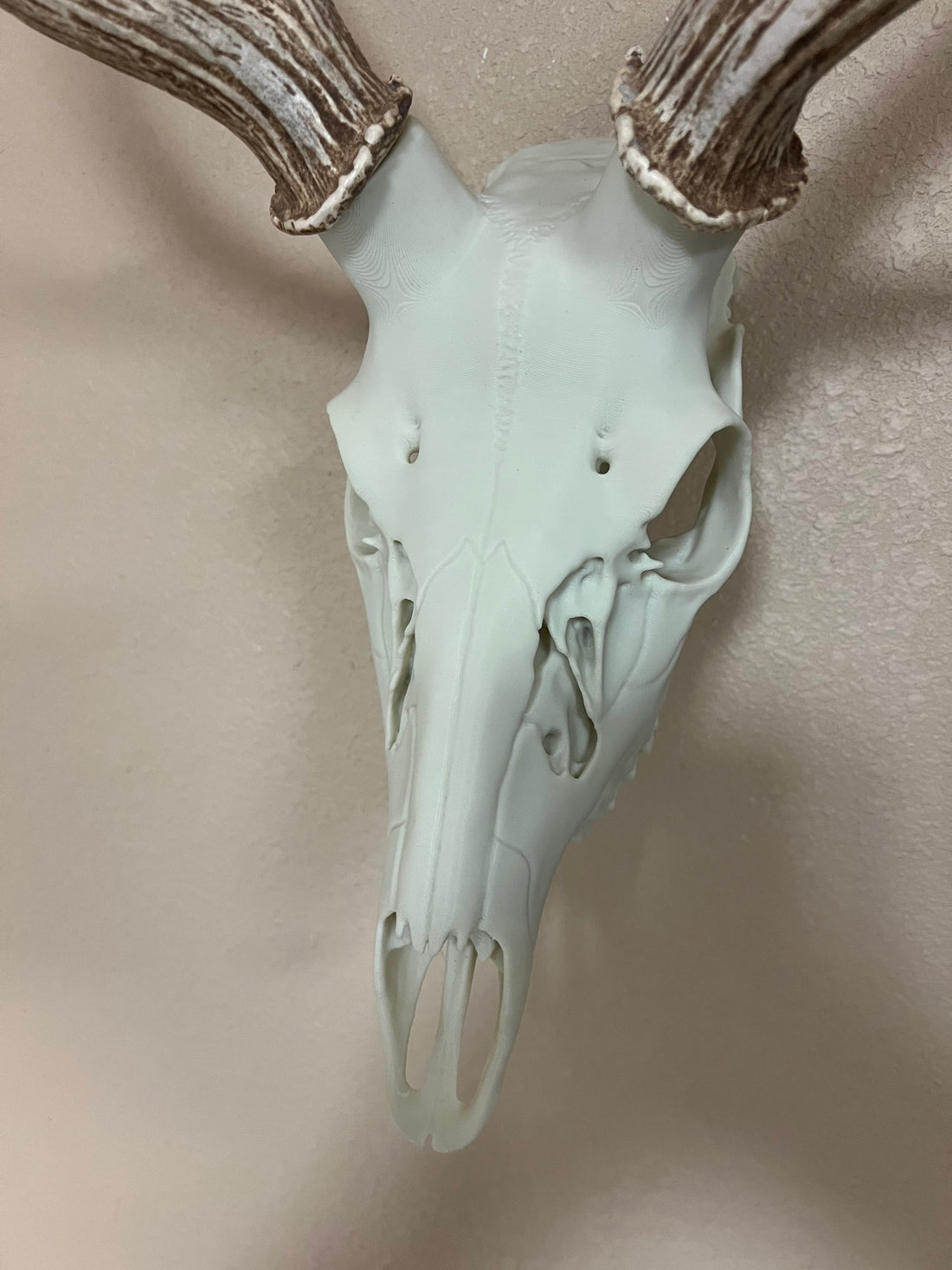 3D Printed European Deer Skull - Axis Deer