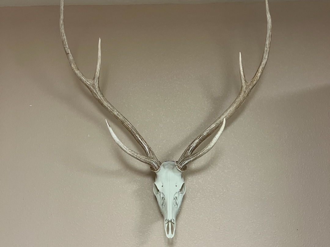 3D Printed European Deer Skull - Axis Deer