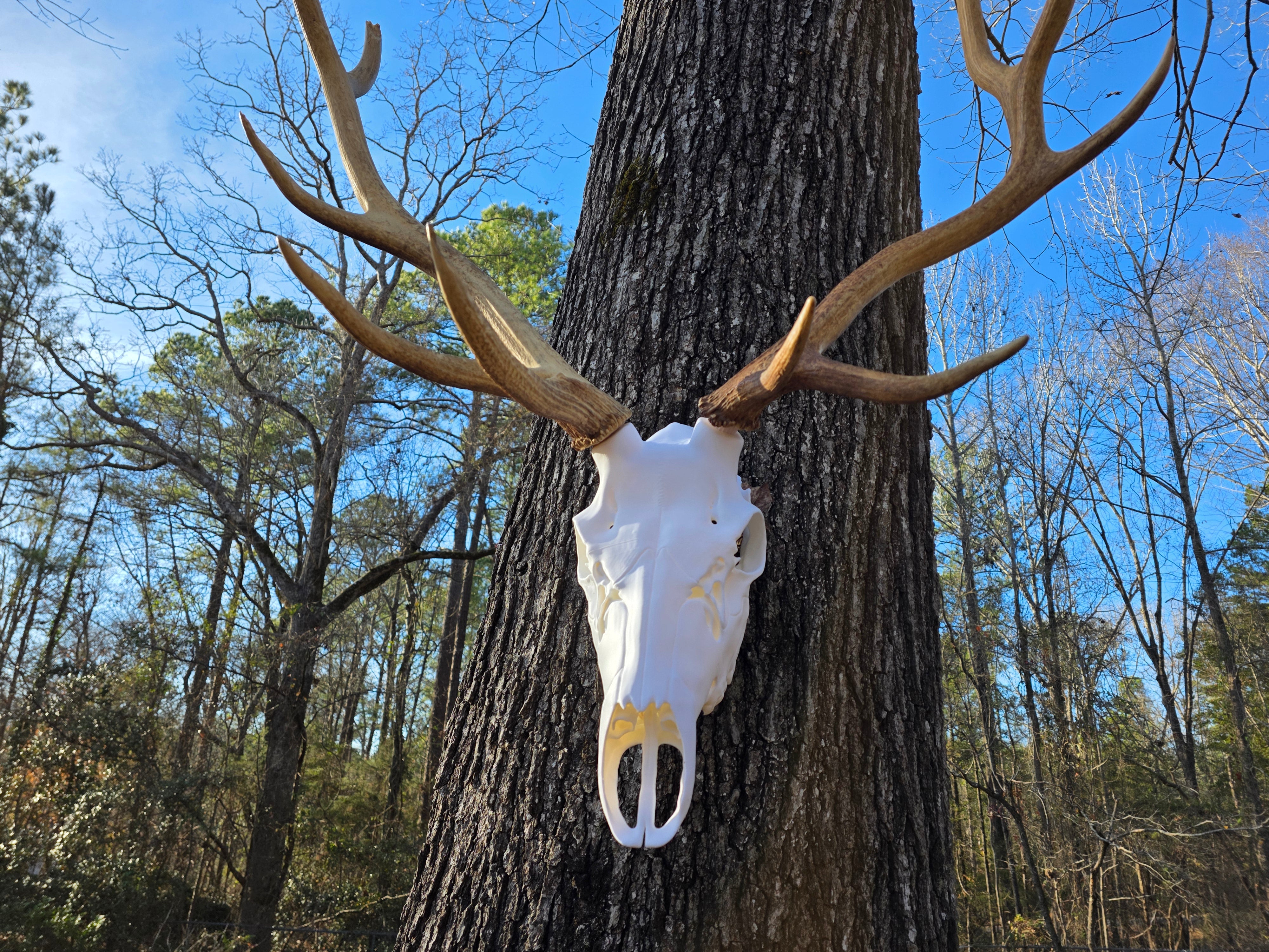 3D Printed European Elk Skull