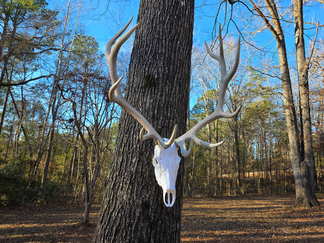 3D Printed European Elk Skull