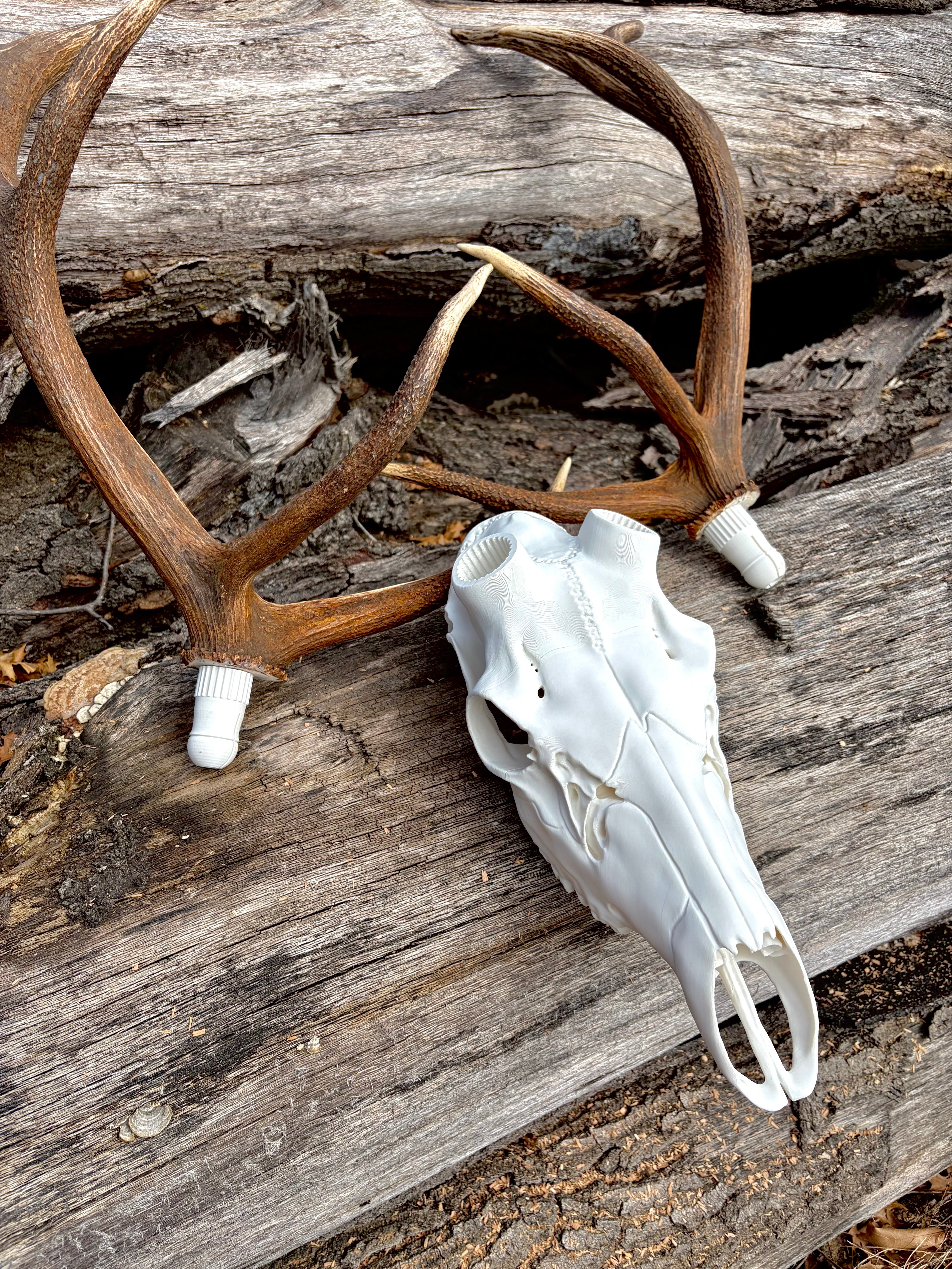 3D Printed European Elk Skull