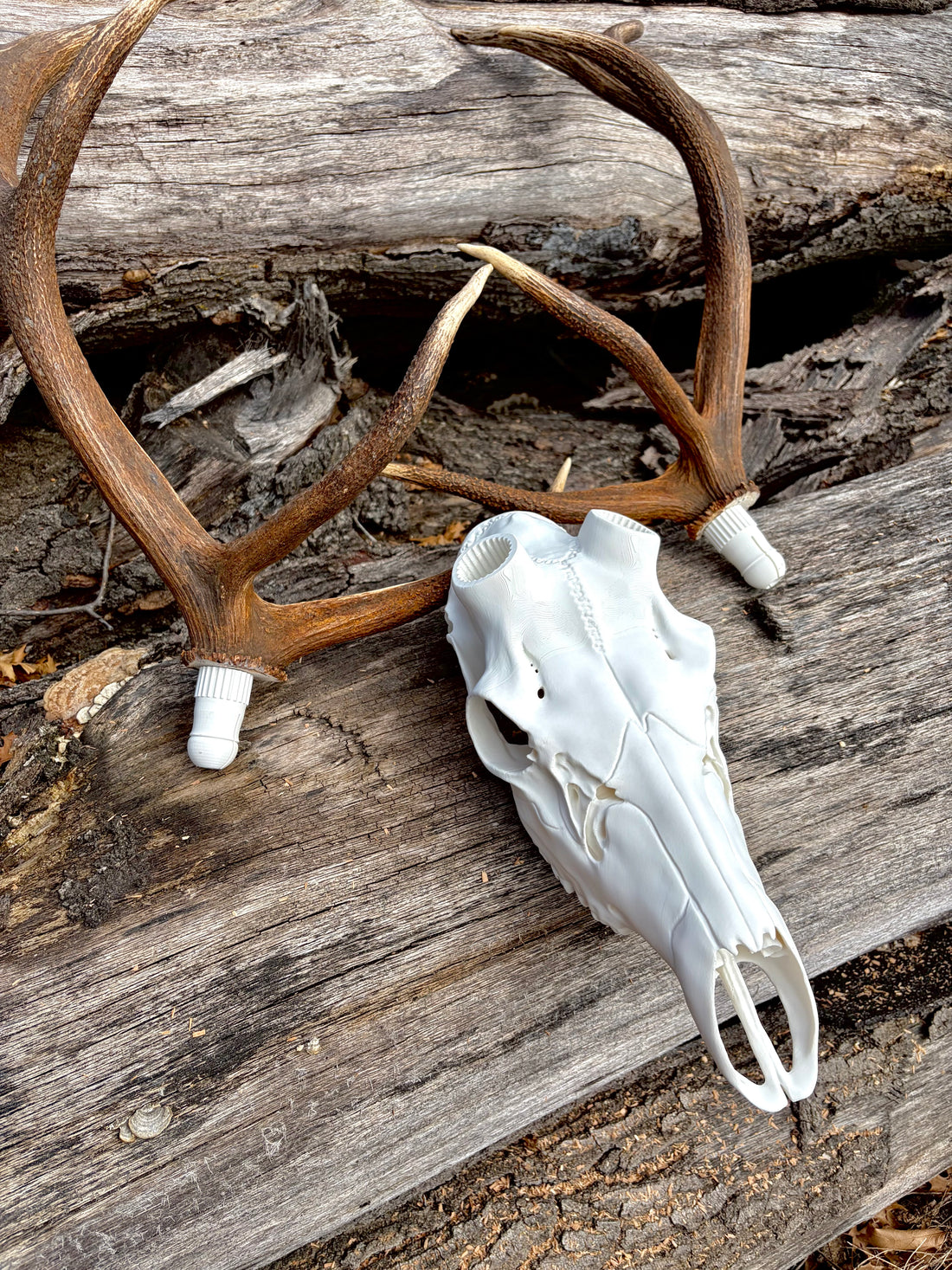 3D Printed European Elk Skull