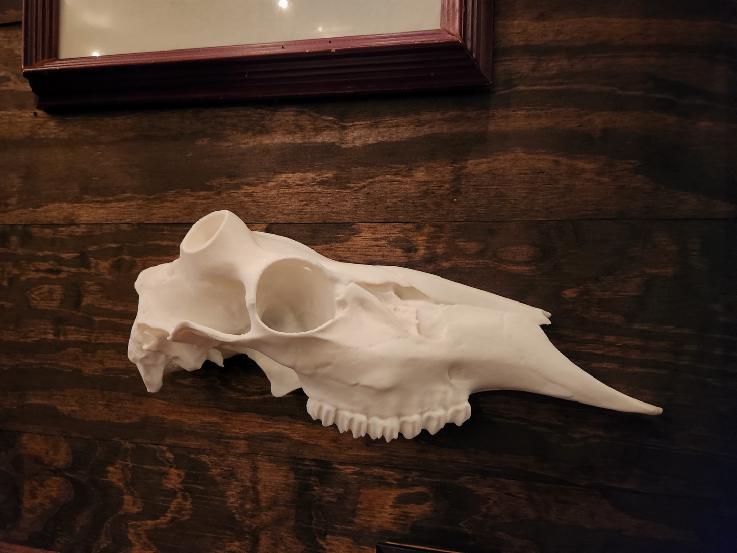 3D Printed Half European Deer Skull for Shed Mounts