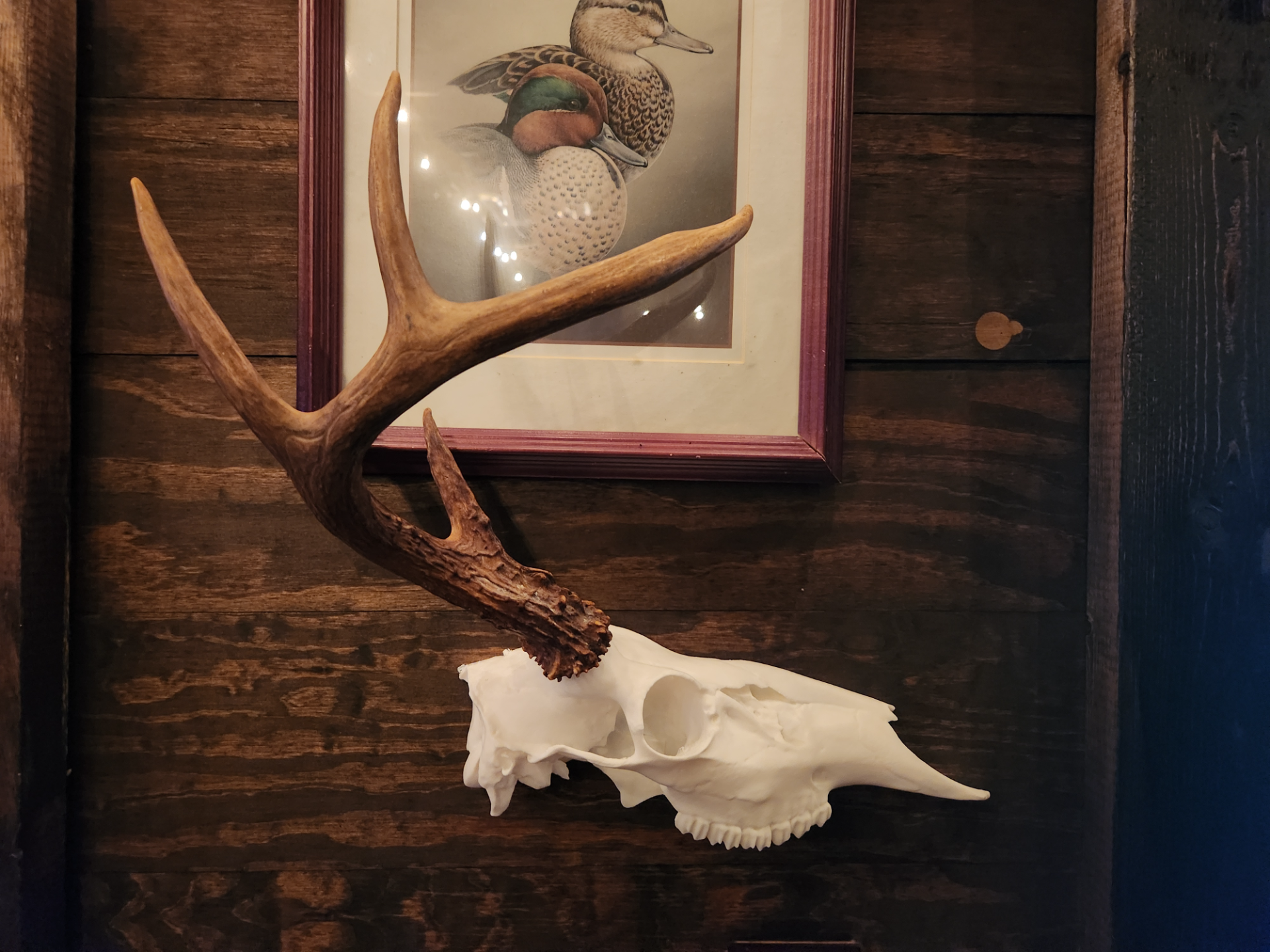 3D Printed Half European Deer Skull for Shed Mounts