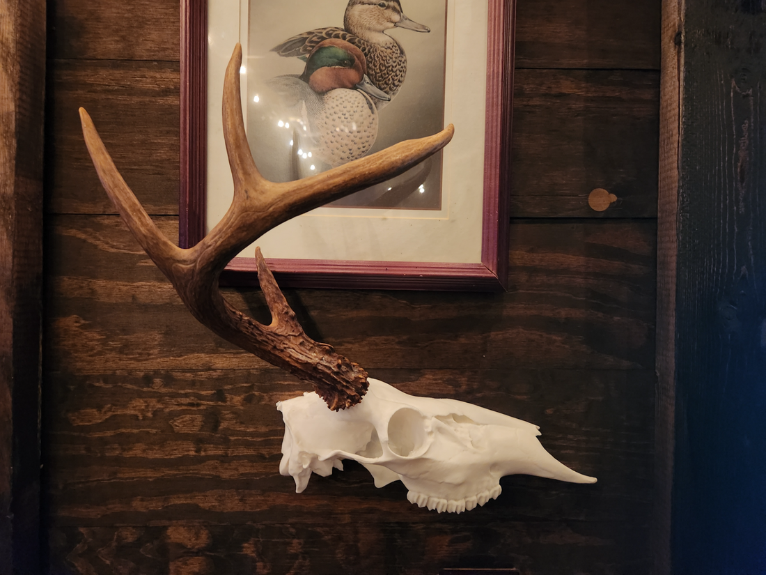 3D Printed Half European Deer Skull for Shed Mounts