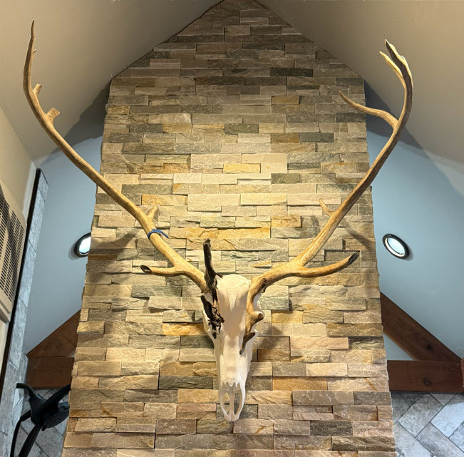 3D Printed European Caribou Skull