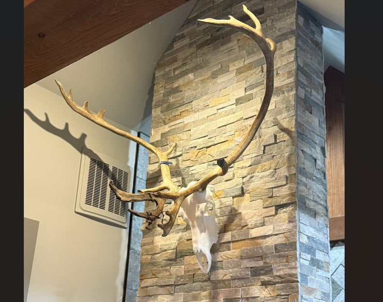 3D Printed European Caribou Skull