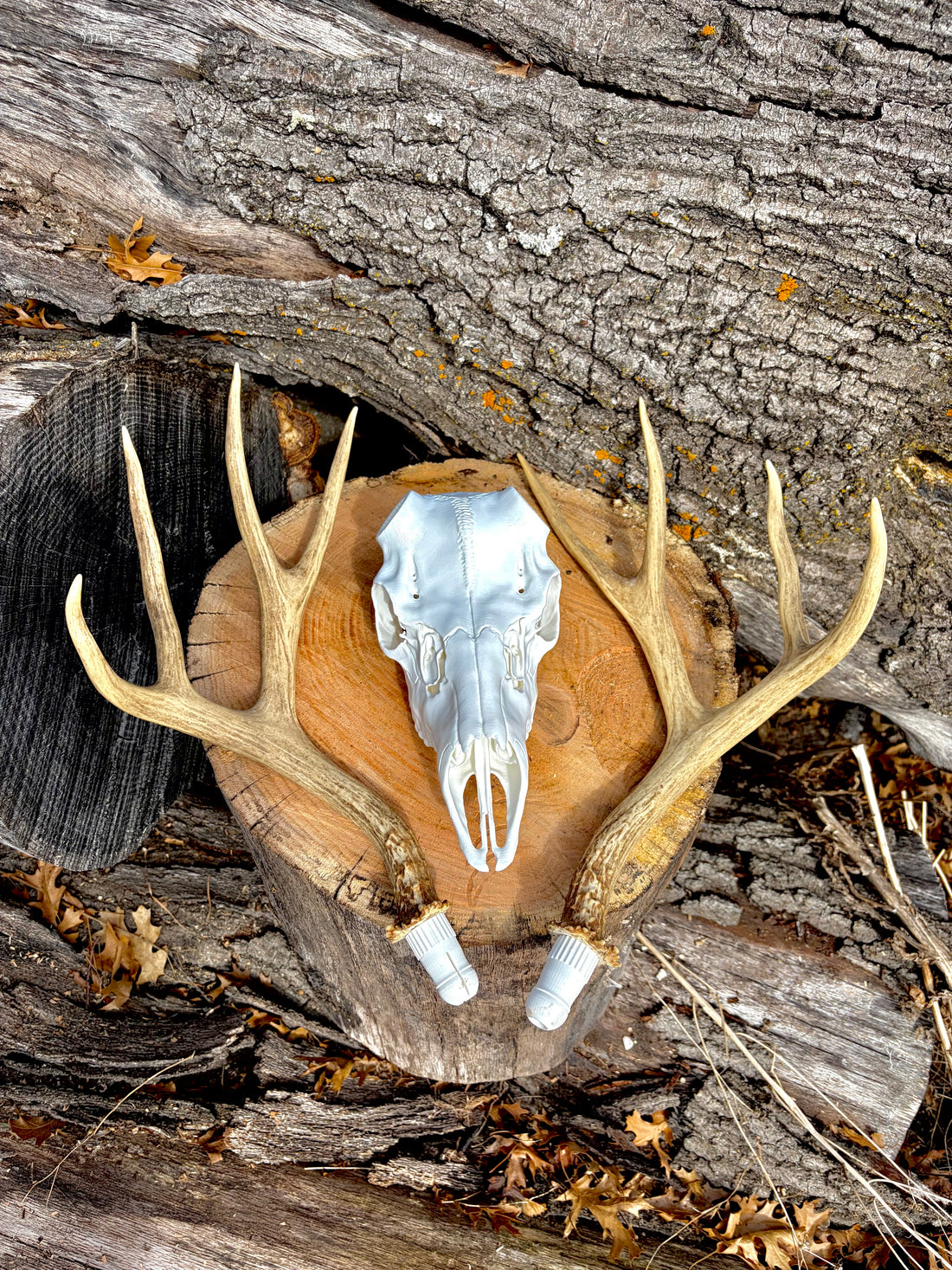 3D Printed European Deer Skull -Mule Deer