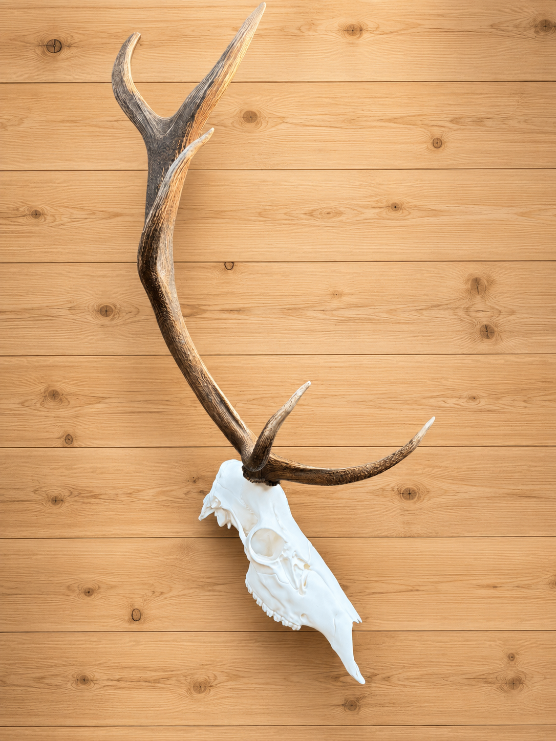 3D Printed Half European Elk Skull for Shed Mounts