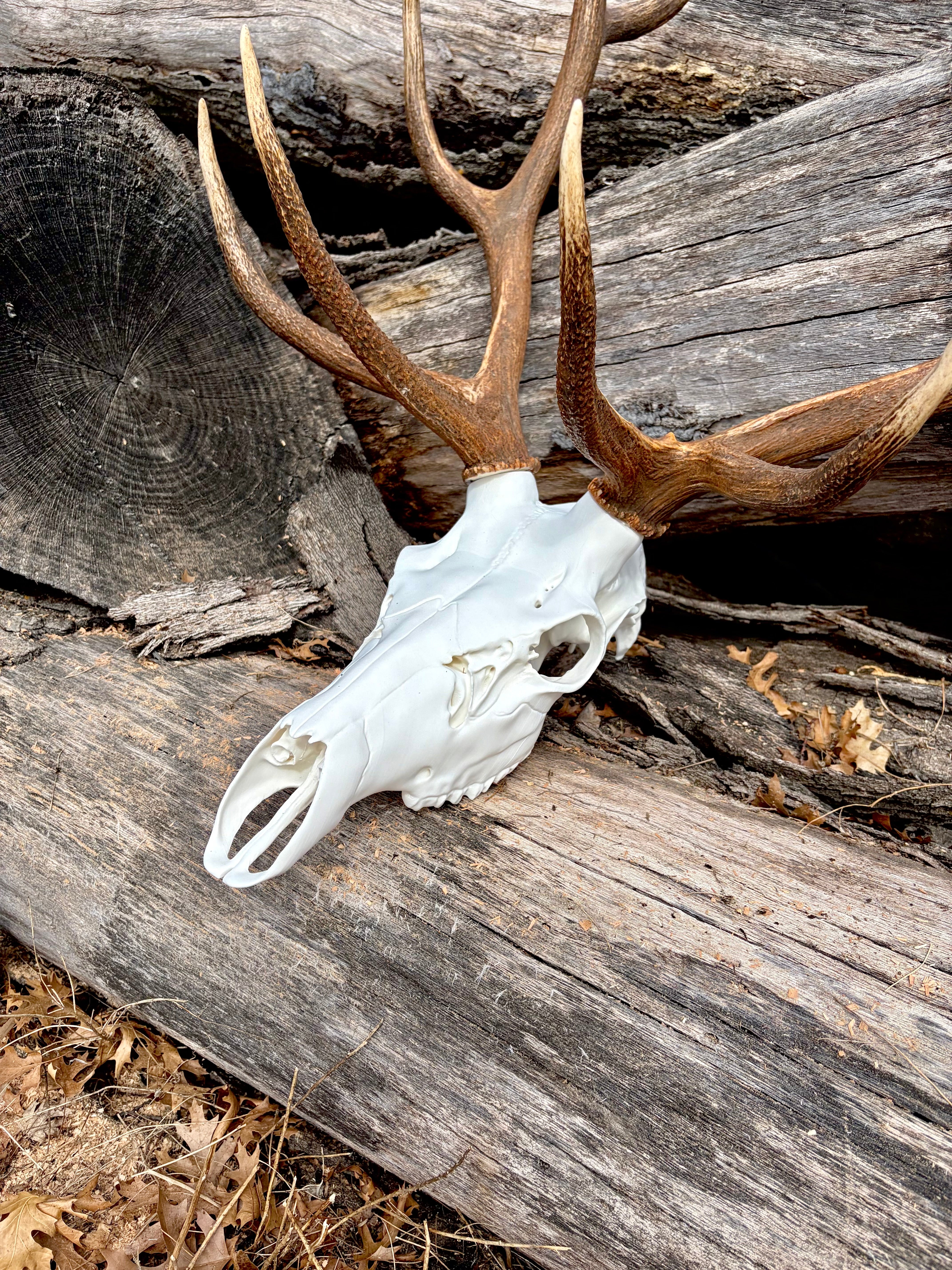 3D Printed European Elk Skull