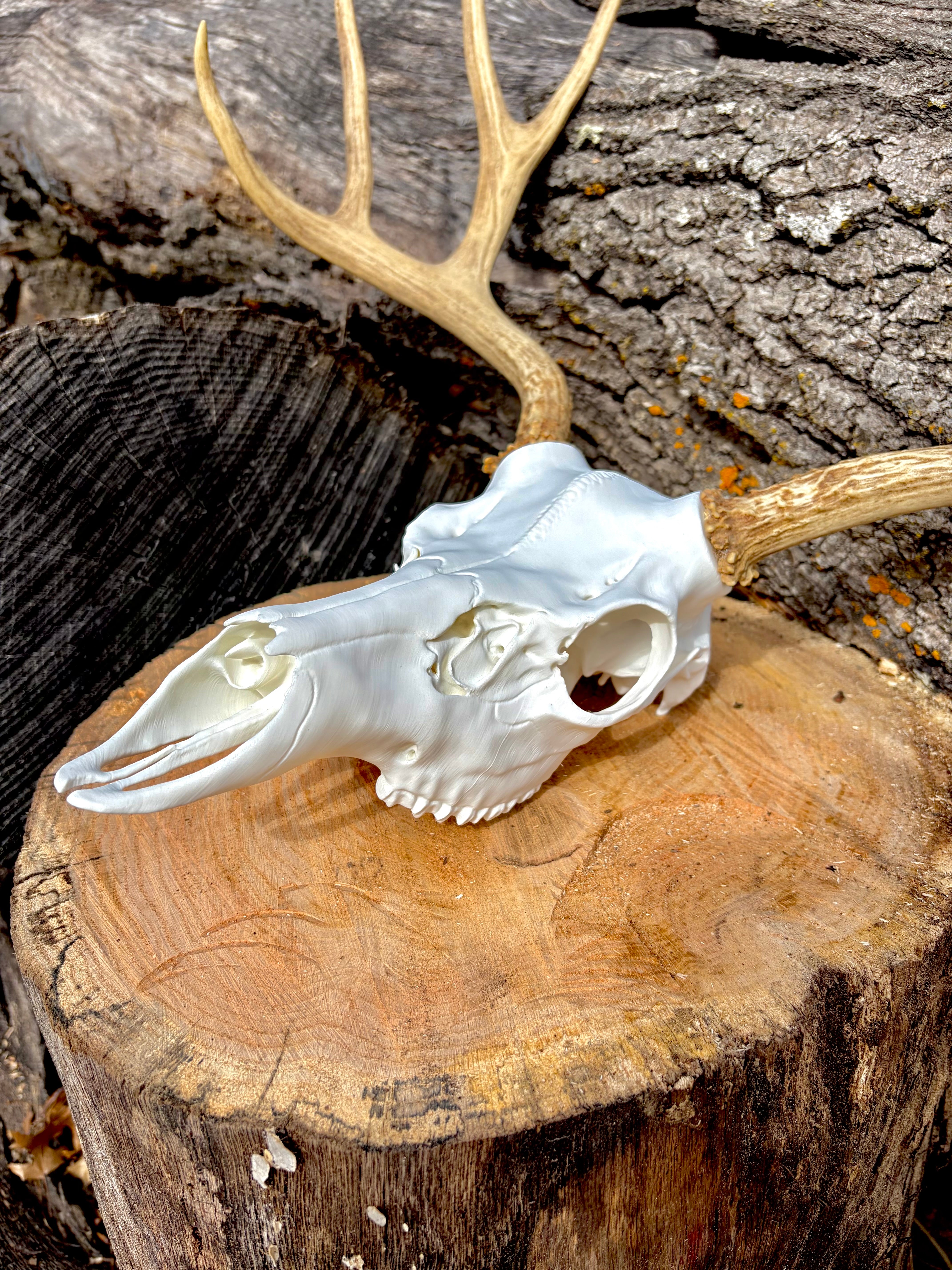 3D Printed European Deer Skull -Mule Deer