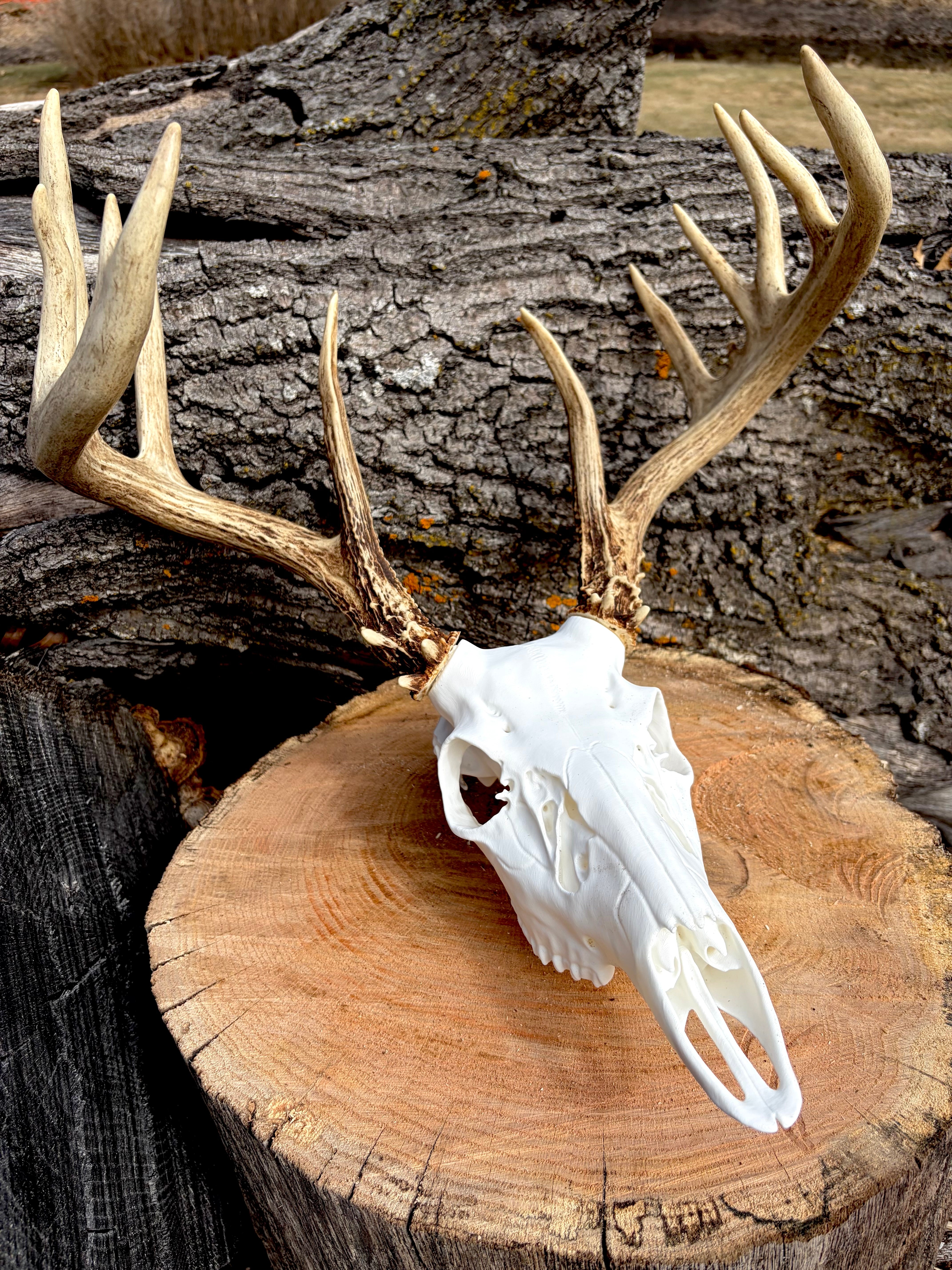 3D Printed European Deer Skull - Whitetail