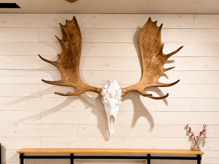 3D Printed European Moose Skull