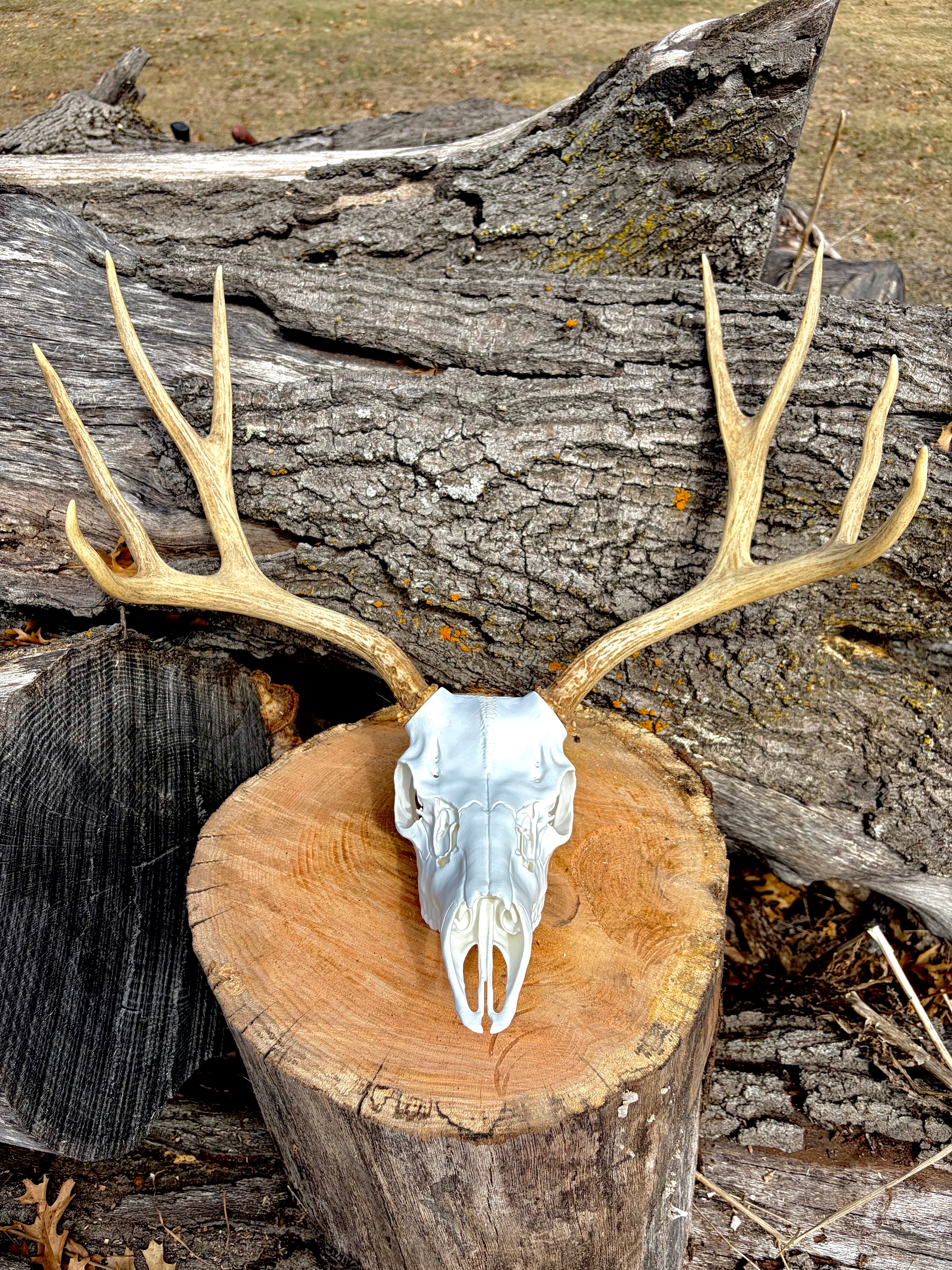 3D Printed European Deer Skull -Mule Deer