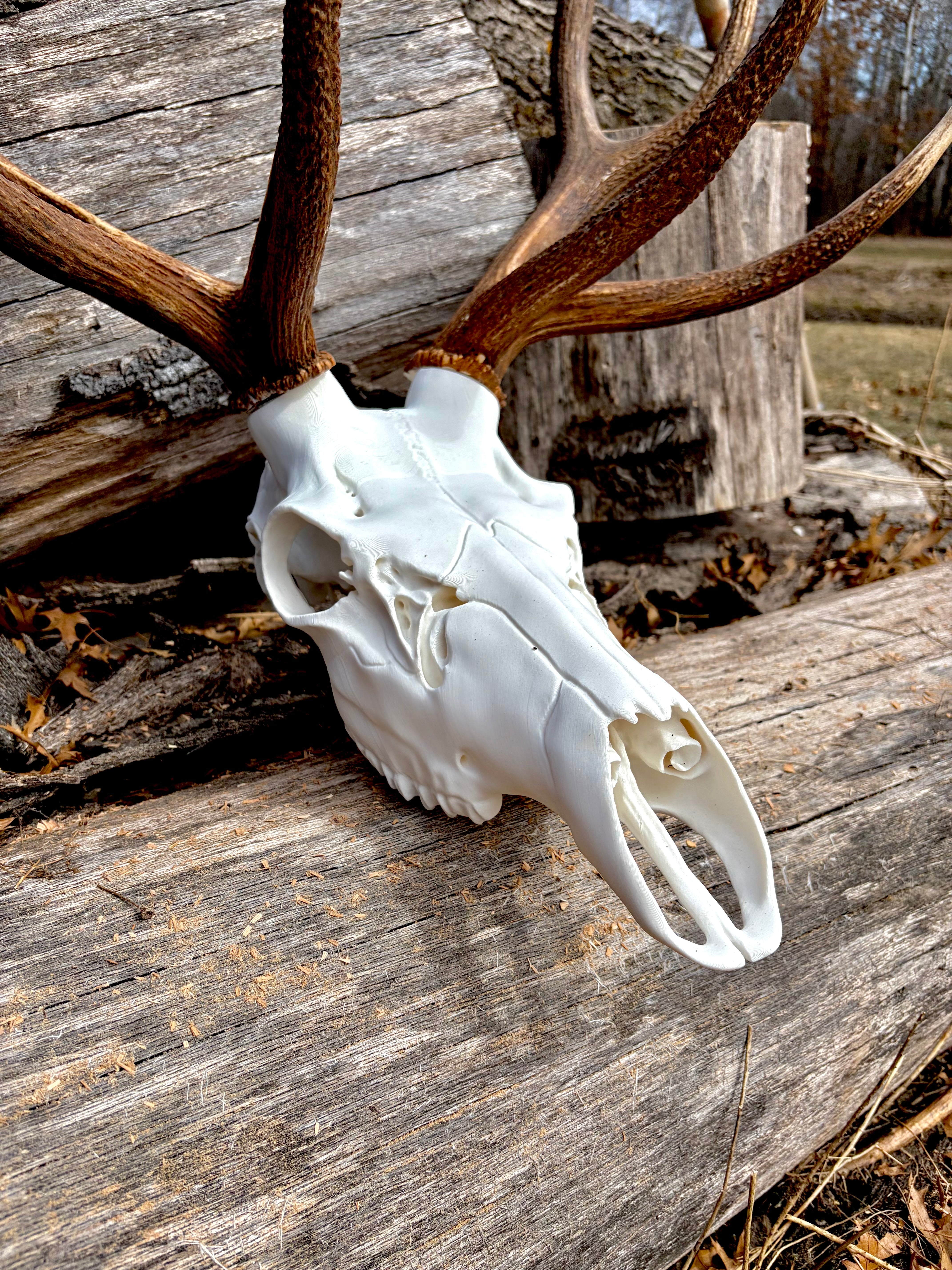 3D Printed European Elk Skull