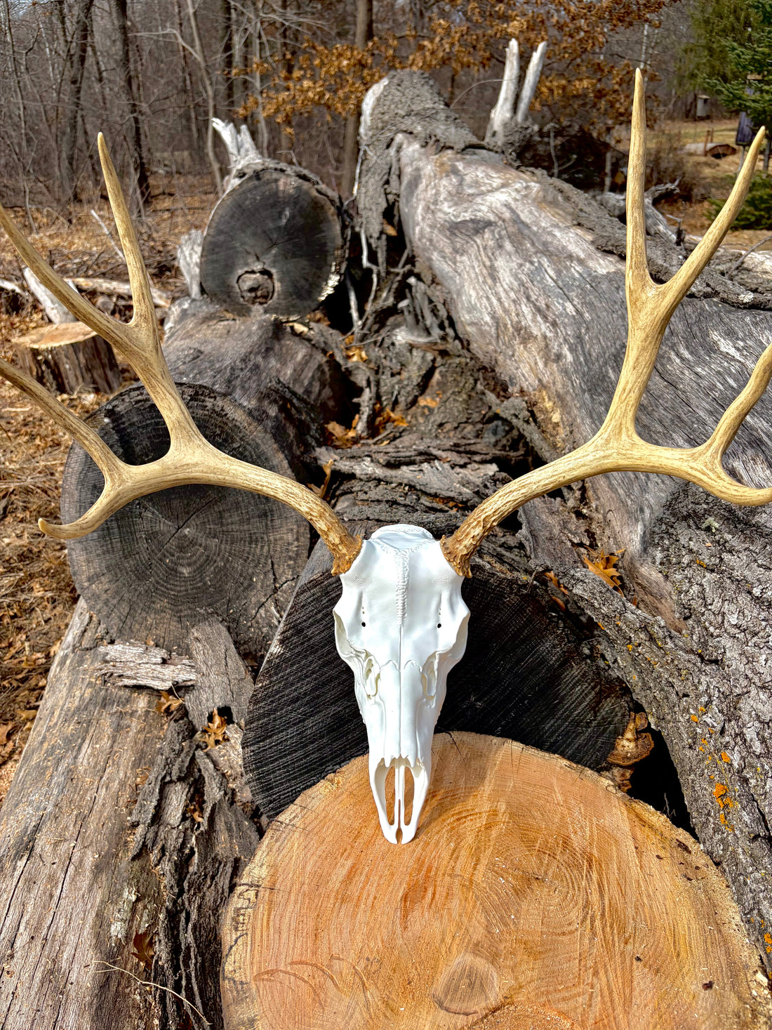 3D Printed European Deer Skull -Mule Deer