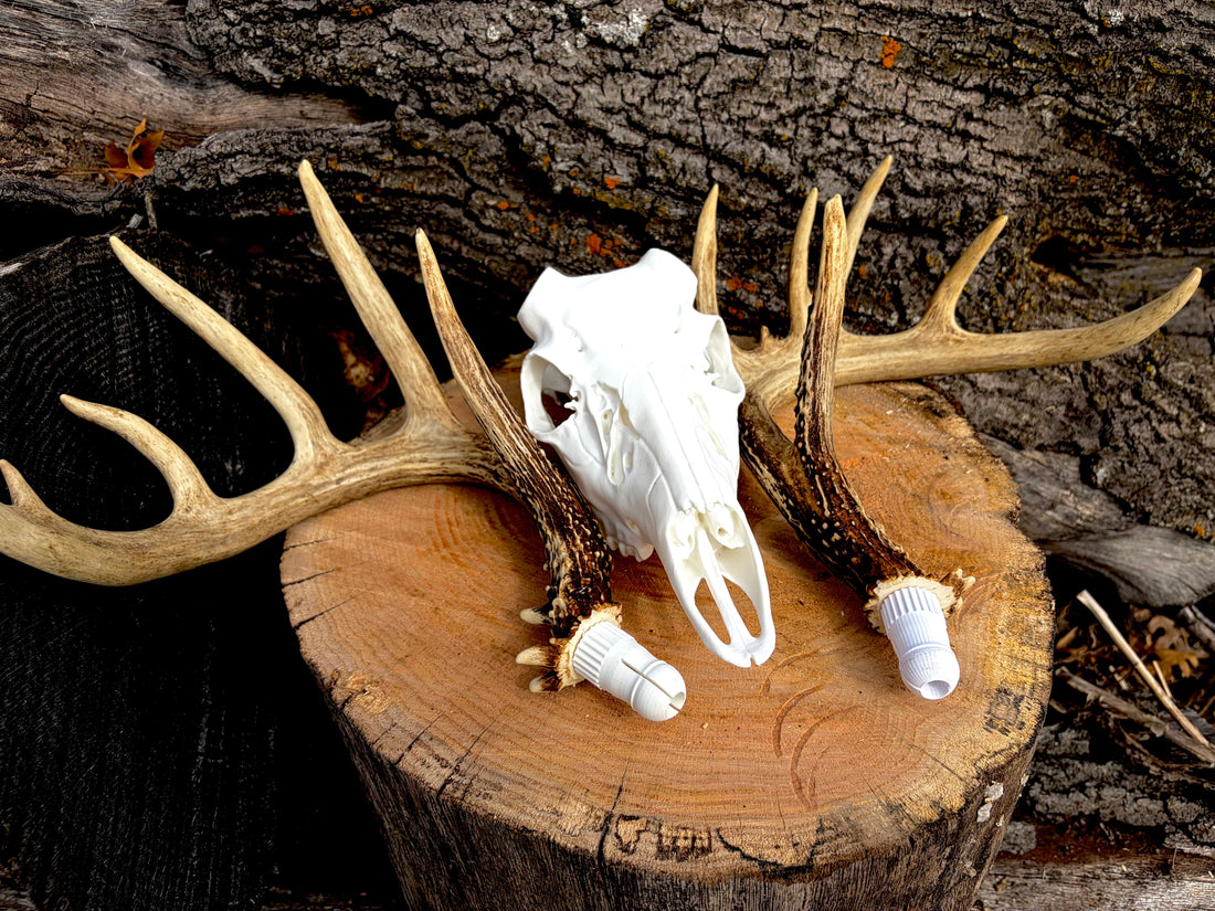 3D Printed European Deer Skull - Whitetail