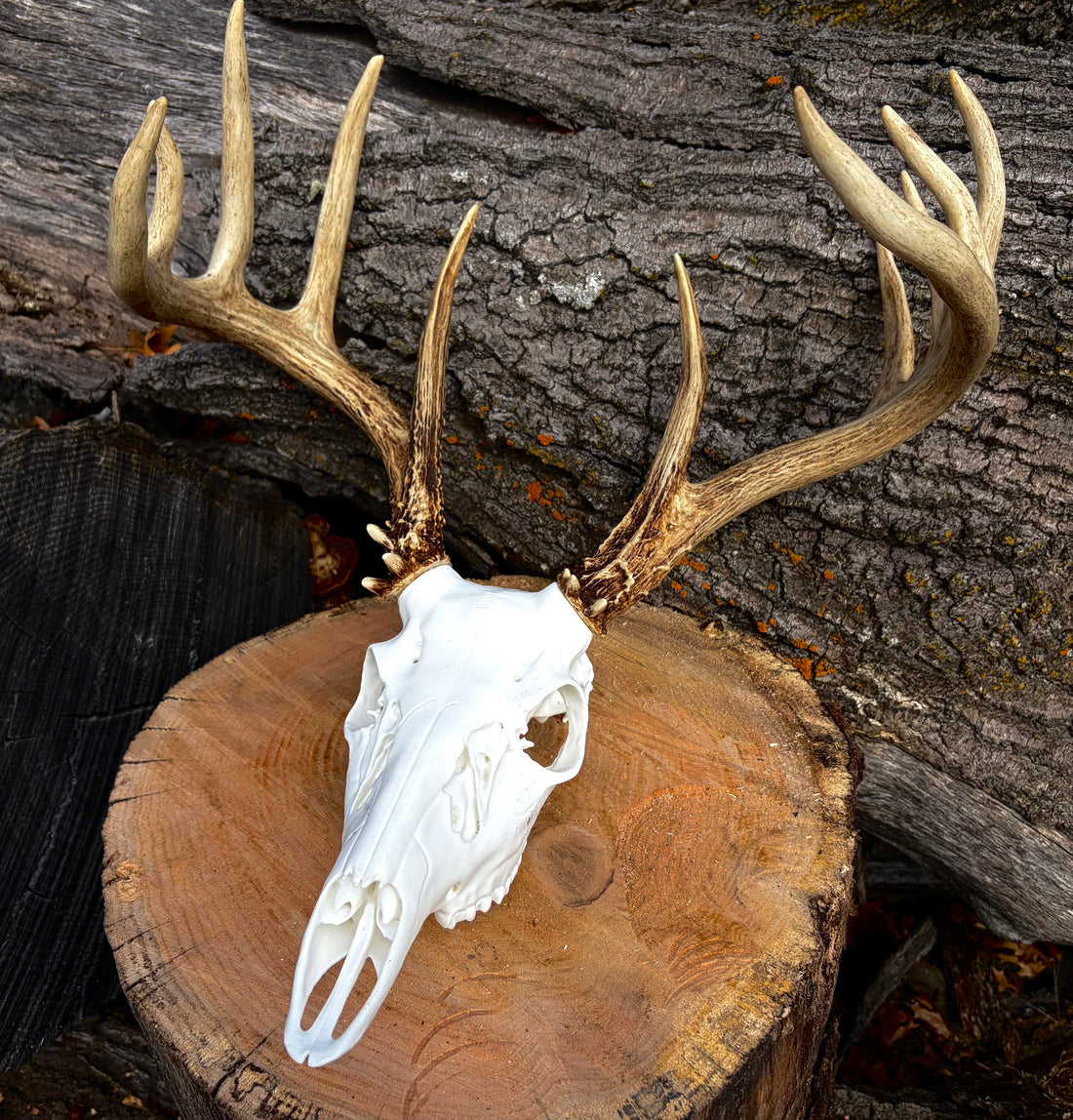 3D Printed European Deer Skull - Whitetail