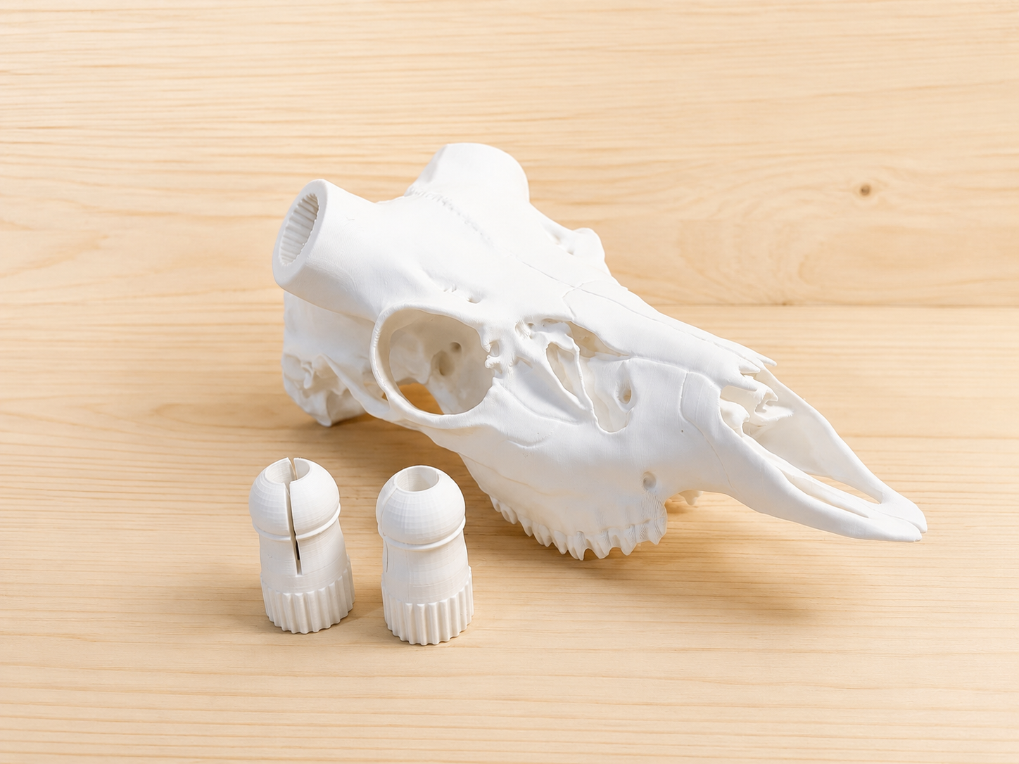 3D Printed European Deer Skull - Cous Deer