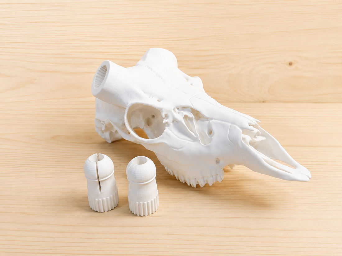 3D Printed European Deer Skull - Cous Deer