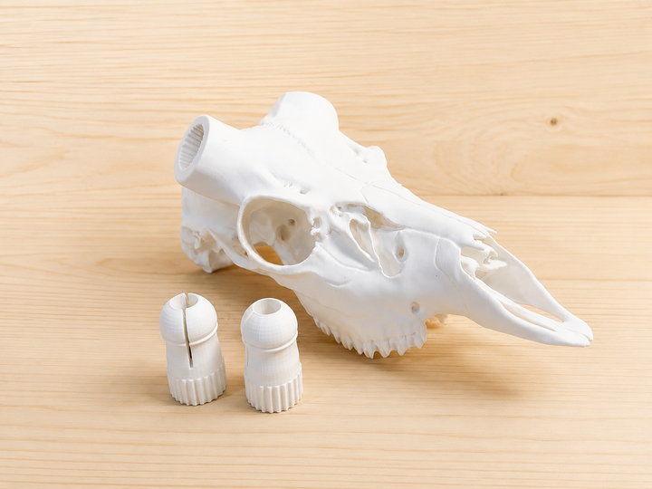 3D Printed European Deer Skull - Cous Deer