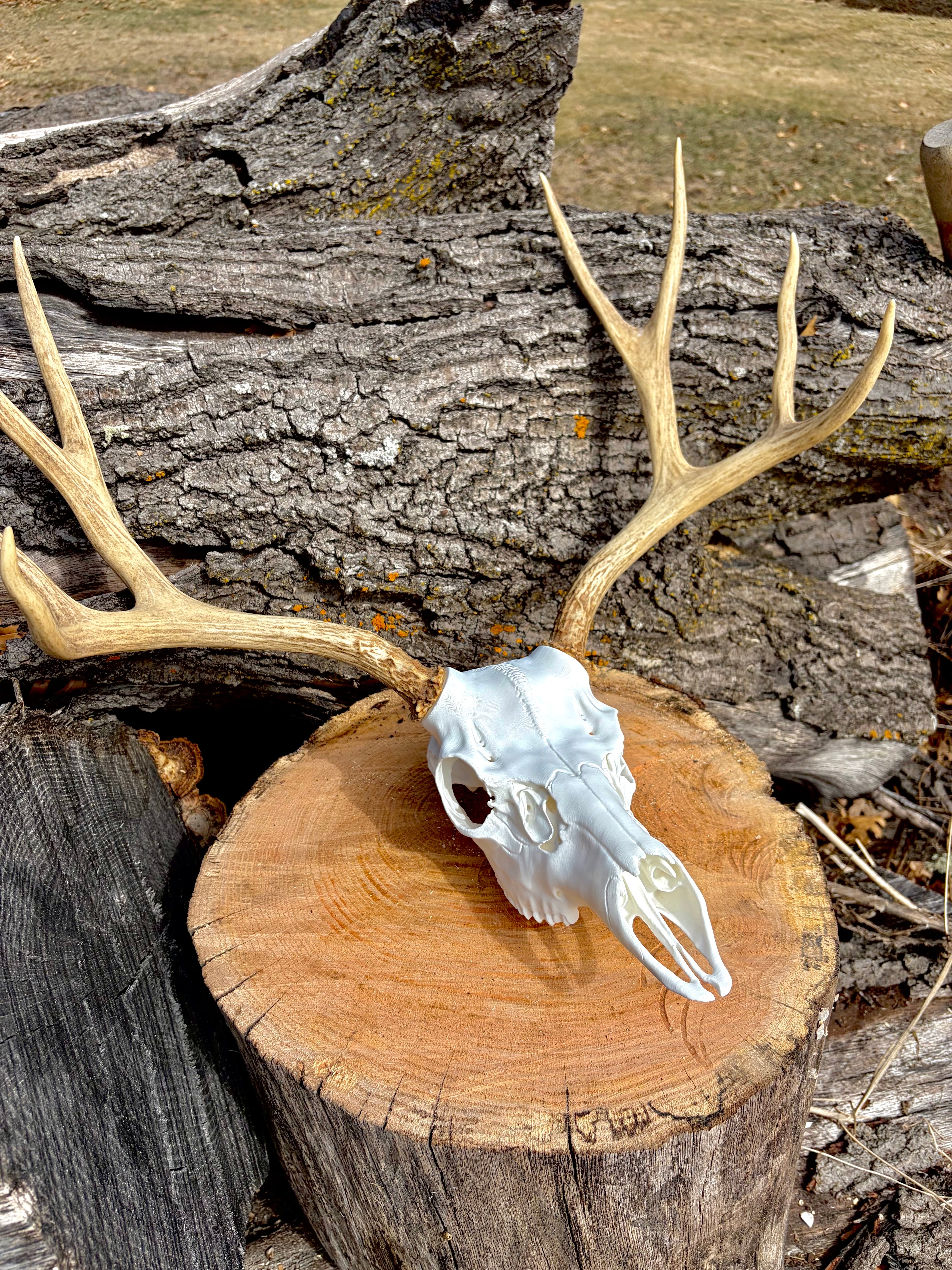 3D Printed European Deer Skull -Mule Deer