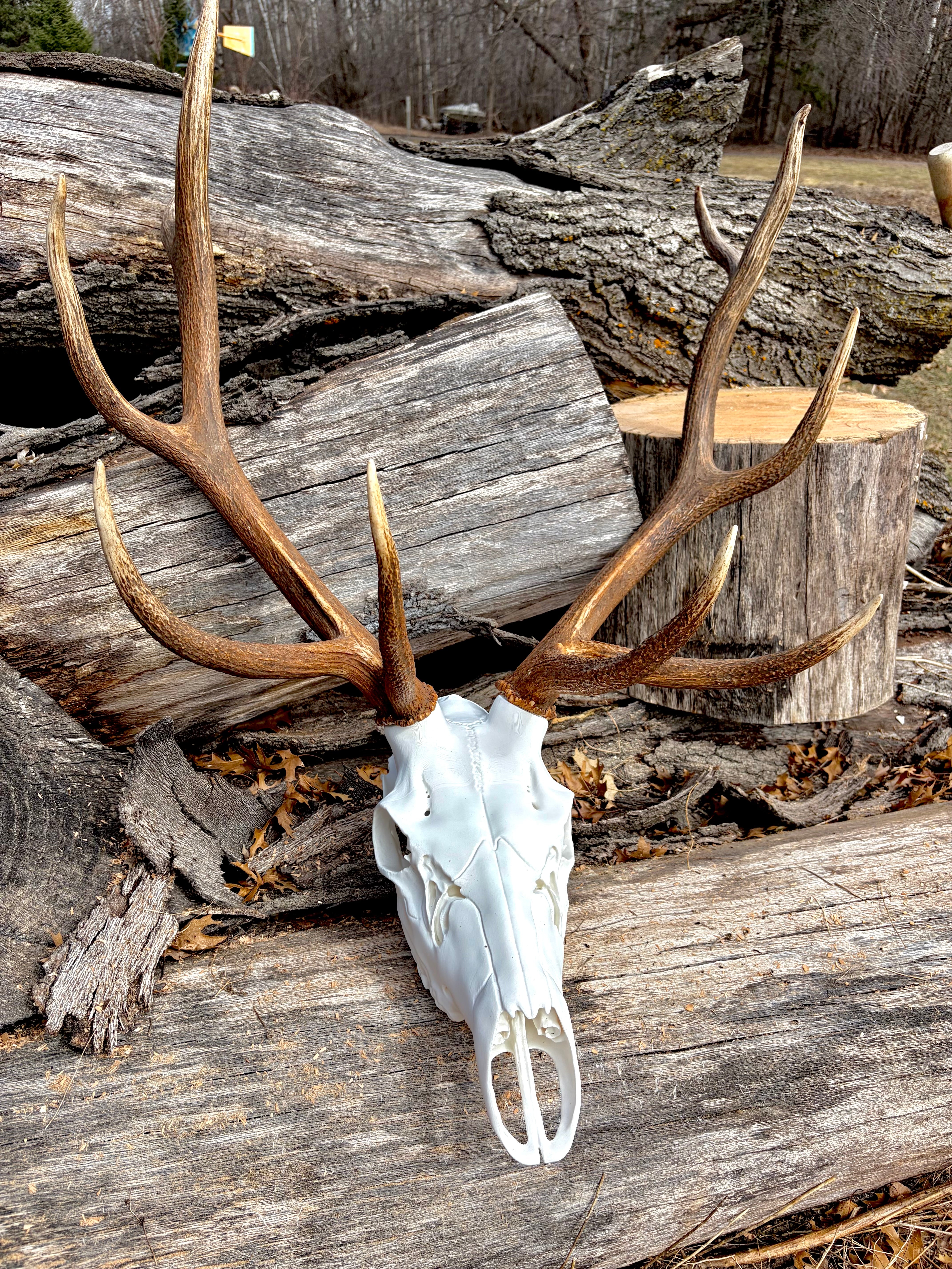 3D Printed European Elk Skull