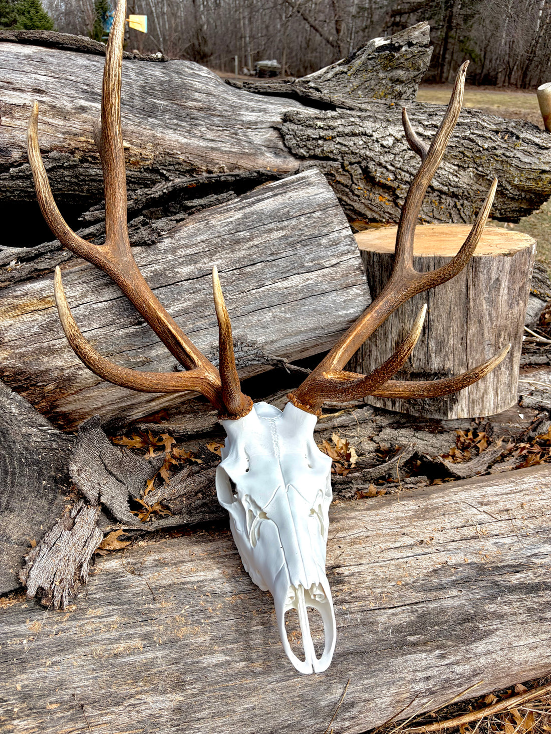 3D Printed European Elk Skull