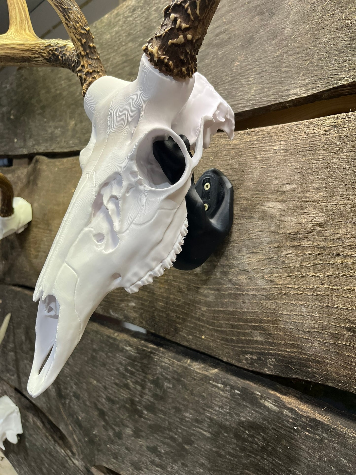 3D Printed European Deer Skull