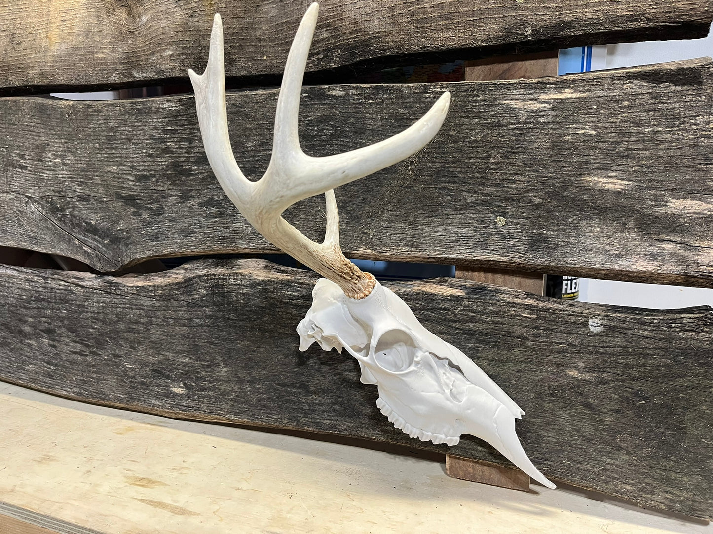 3D Printed Half European Deer Skull for Shed Mounts