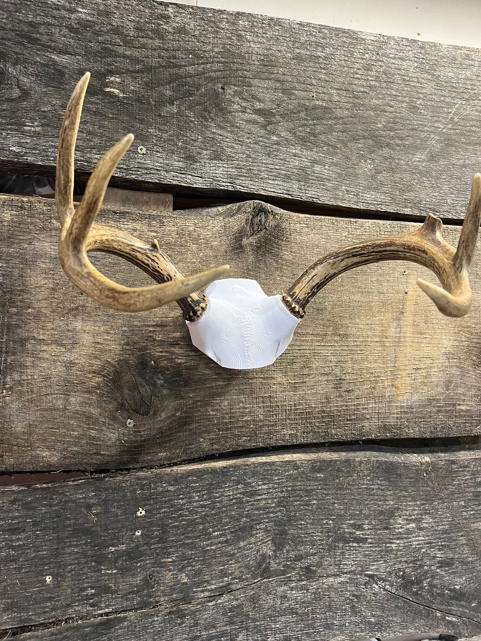 3D Printed Deer Skull Cap Antler Mount