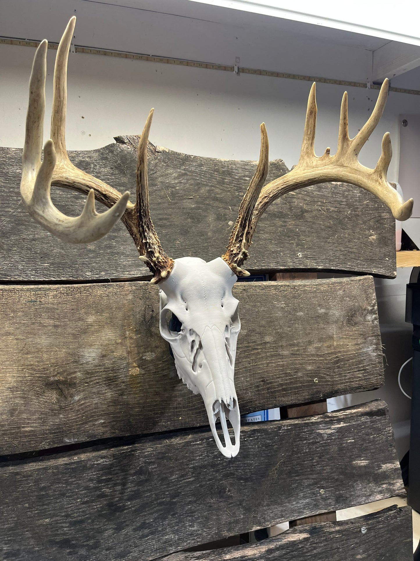 3D Printed European Deer Skull