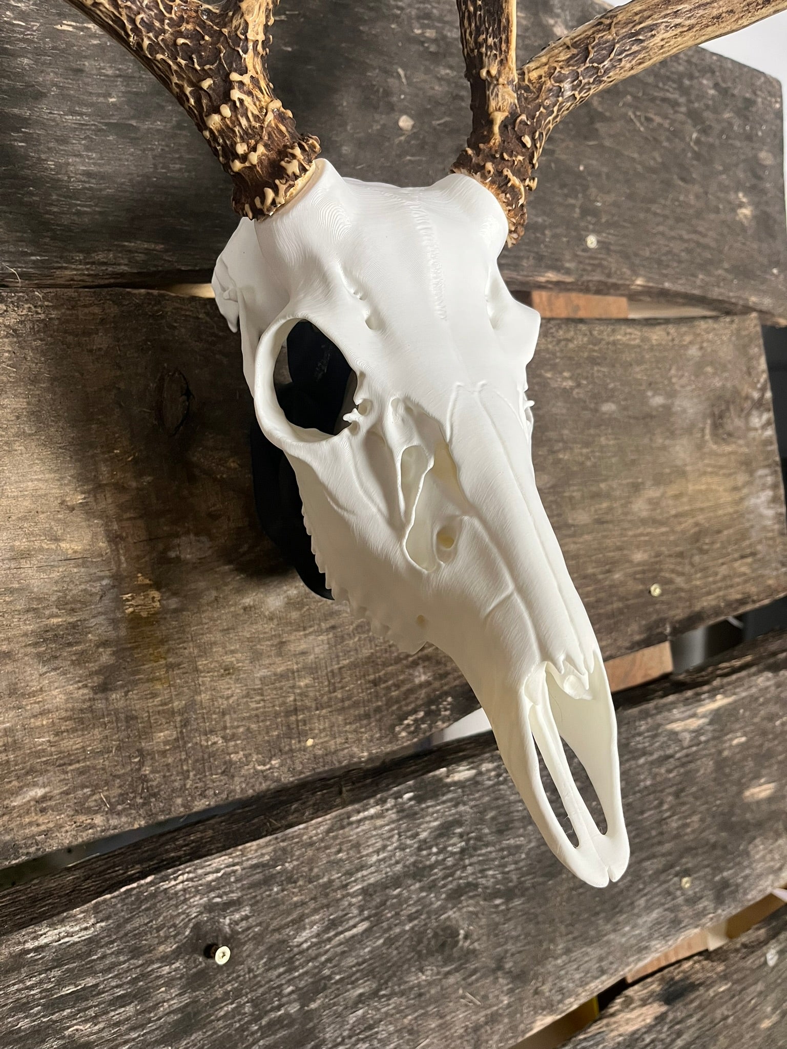 3D Printed European Deer Skull - Whitetail