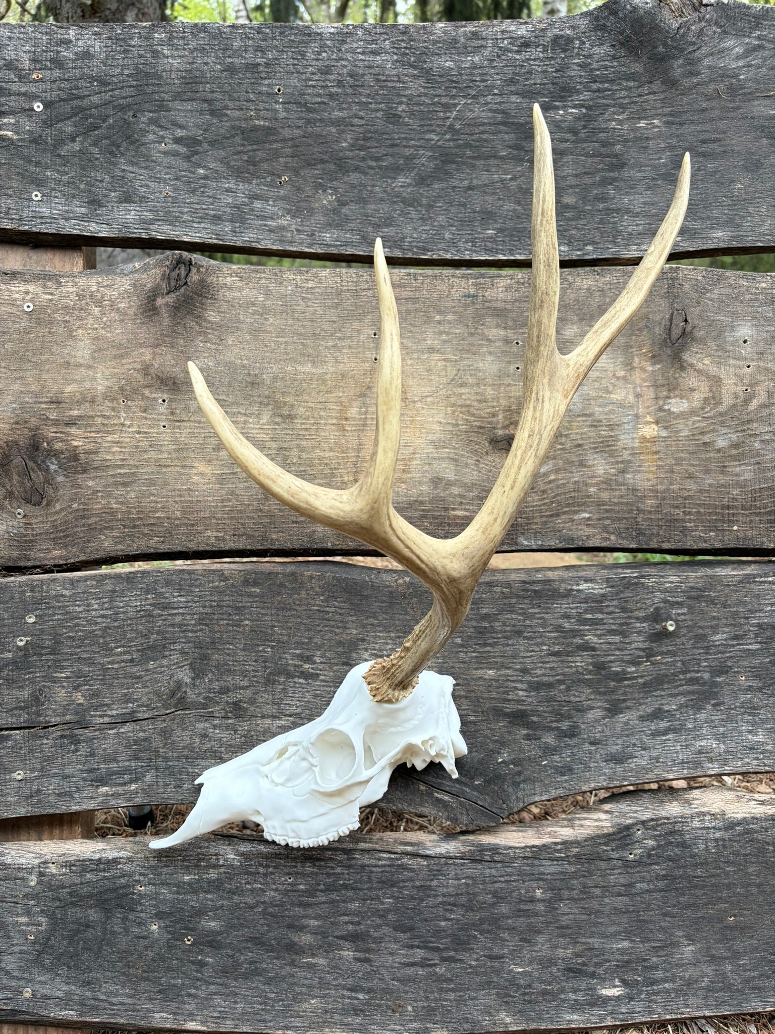 3D Printed Half European Deer Skull for Shed Mounts