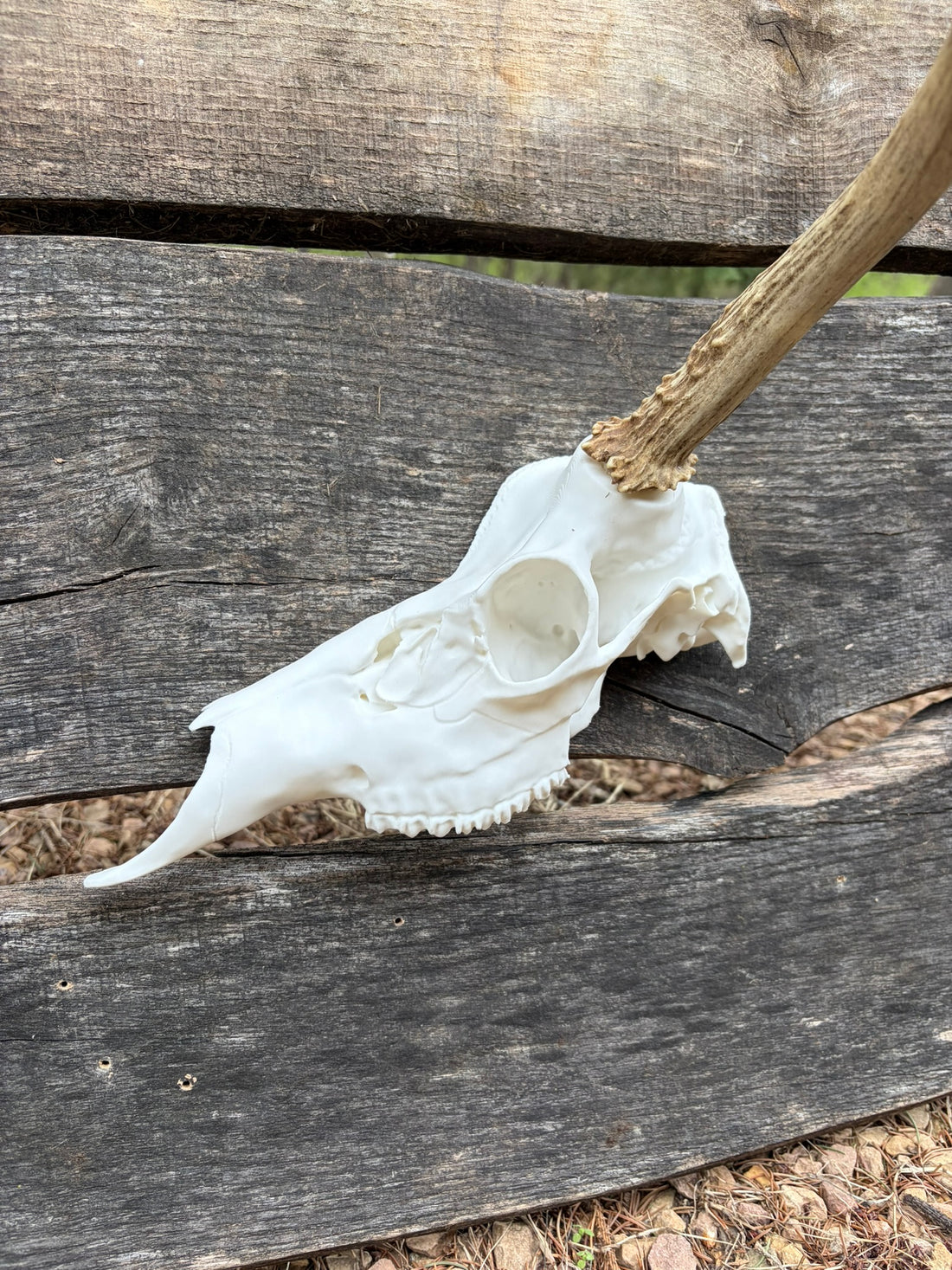 3D Printed Half European Deer Skull for Shed Mounts