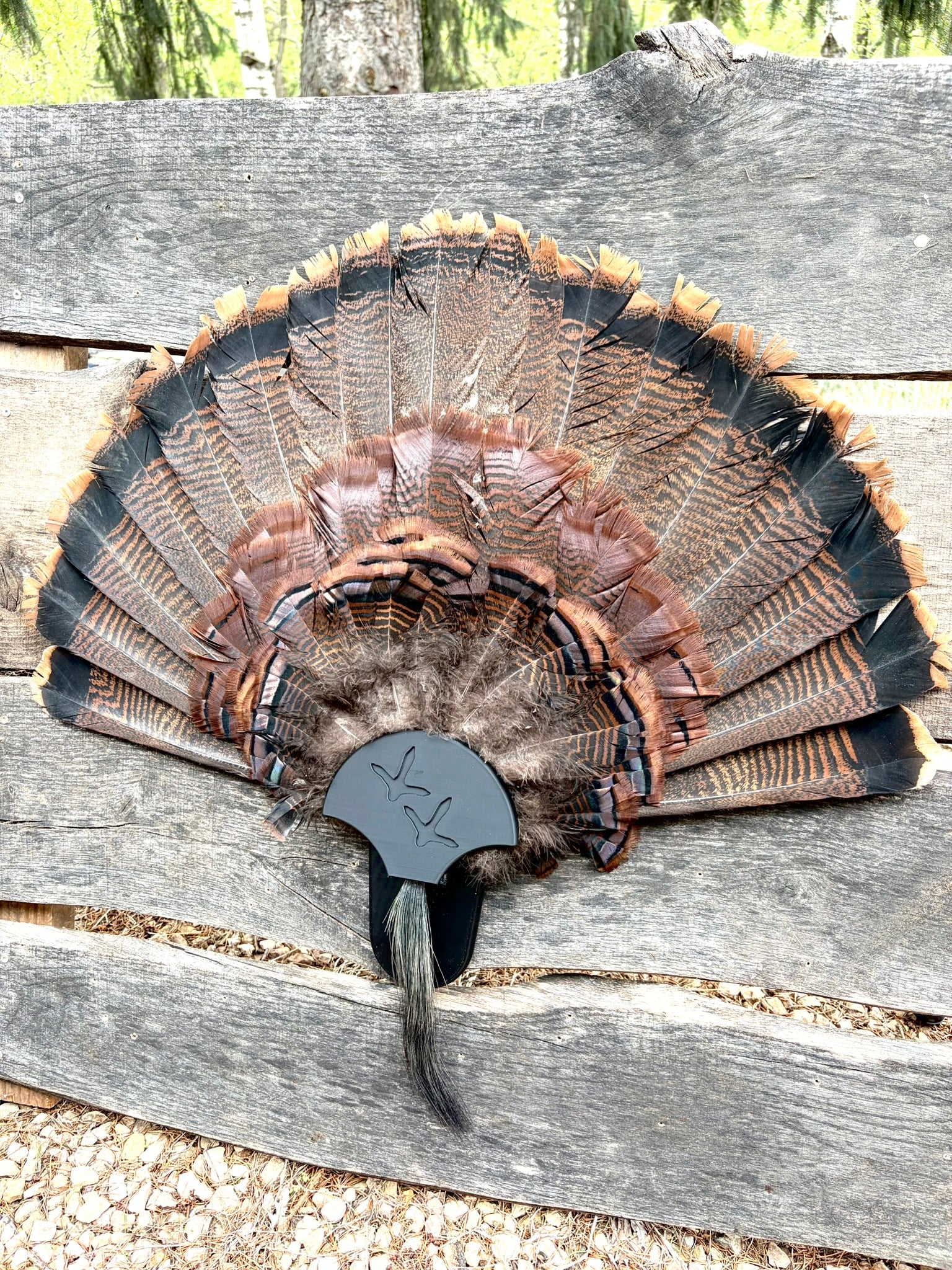 Turkey Fan Display - Turkey Tracks