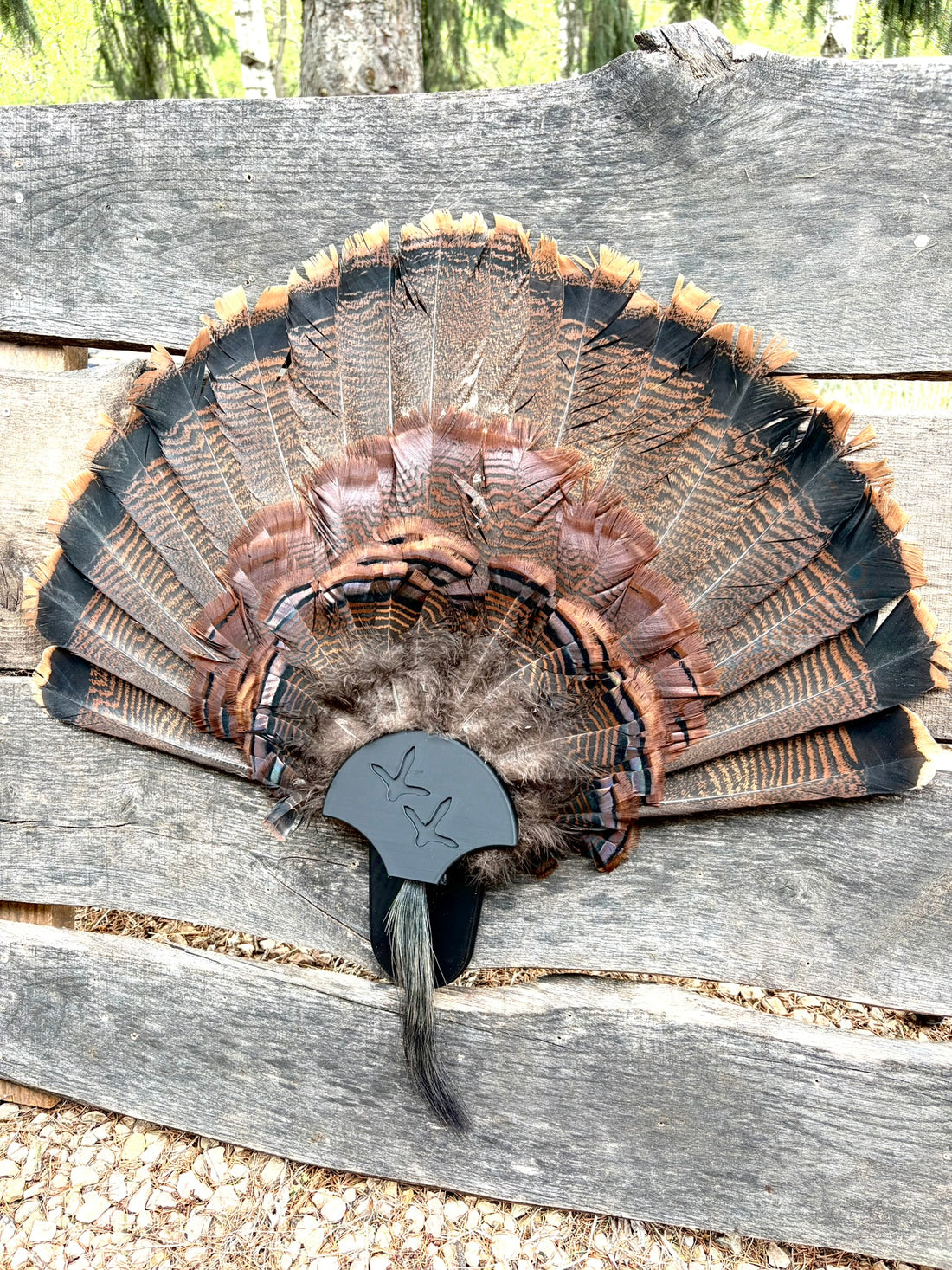 Turkey Fan Display - Turkey Tracks