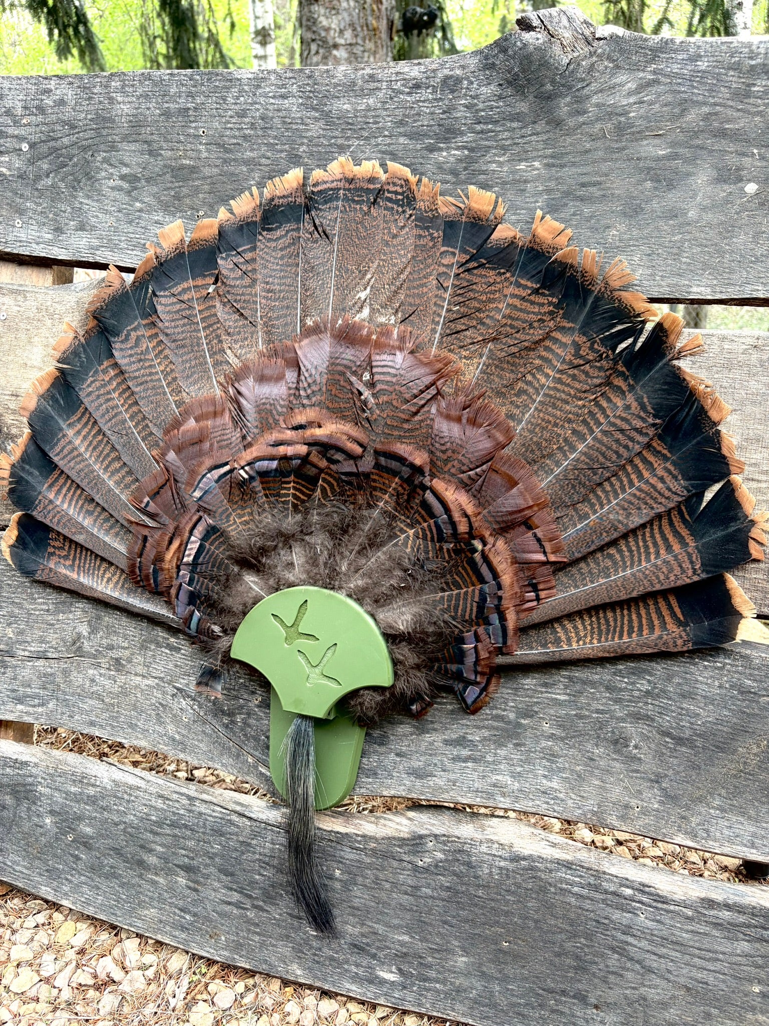 Turkey Fan Display - Turkey Tracks