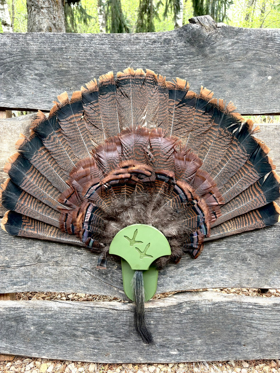 Turkey Fan Display - Turkey Tracks