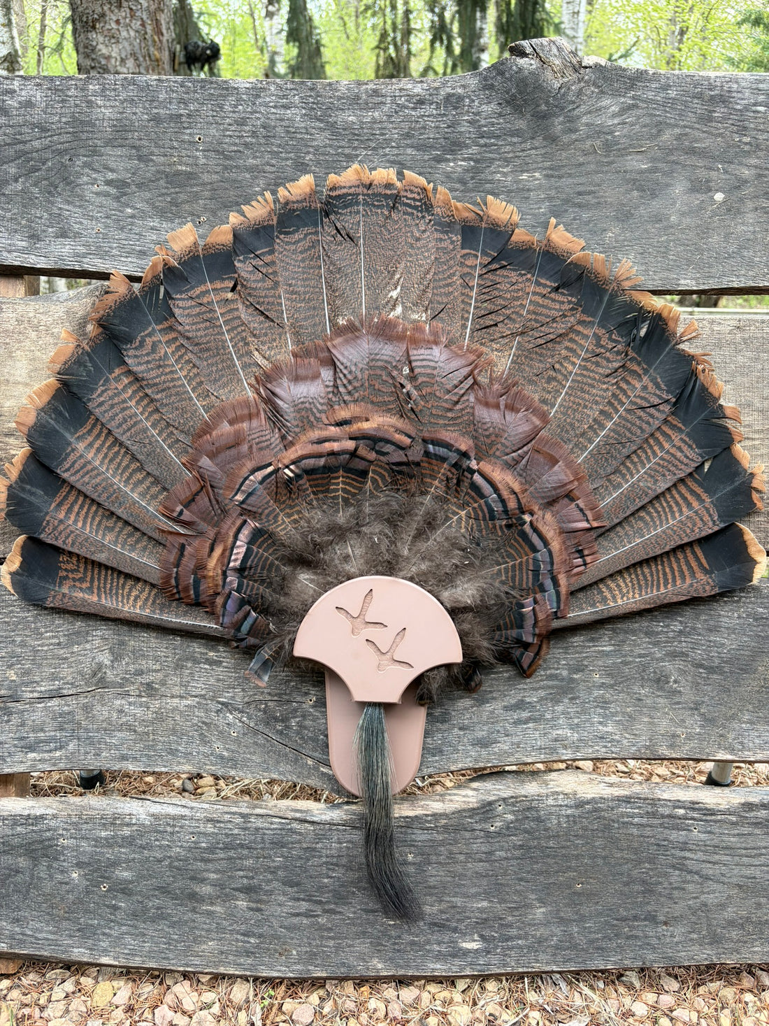 Turkey Fan Display - Turkey Tracks