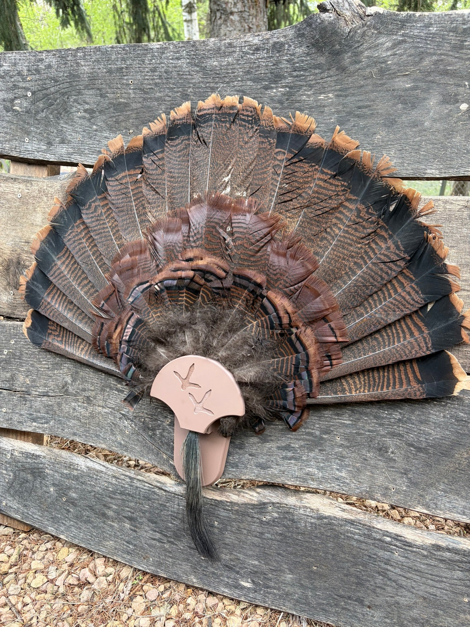 Turkey Fan Display - Turkey Tracks